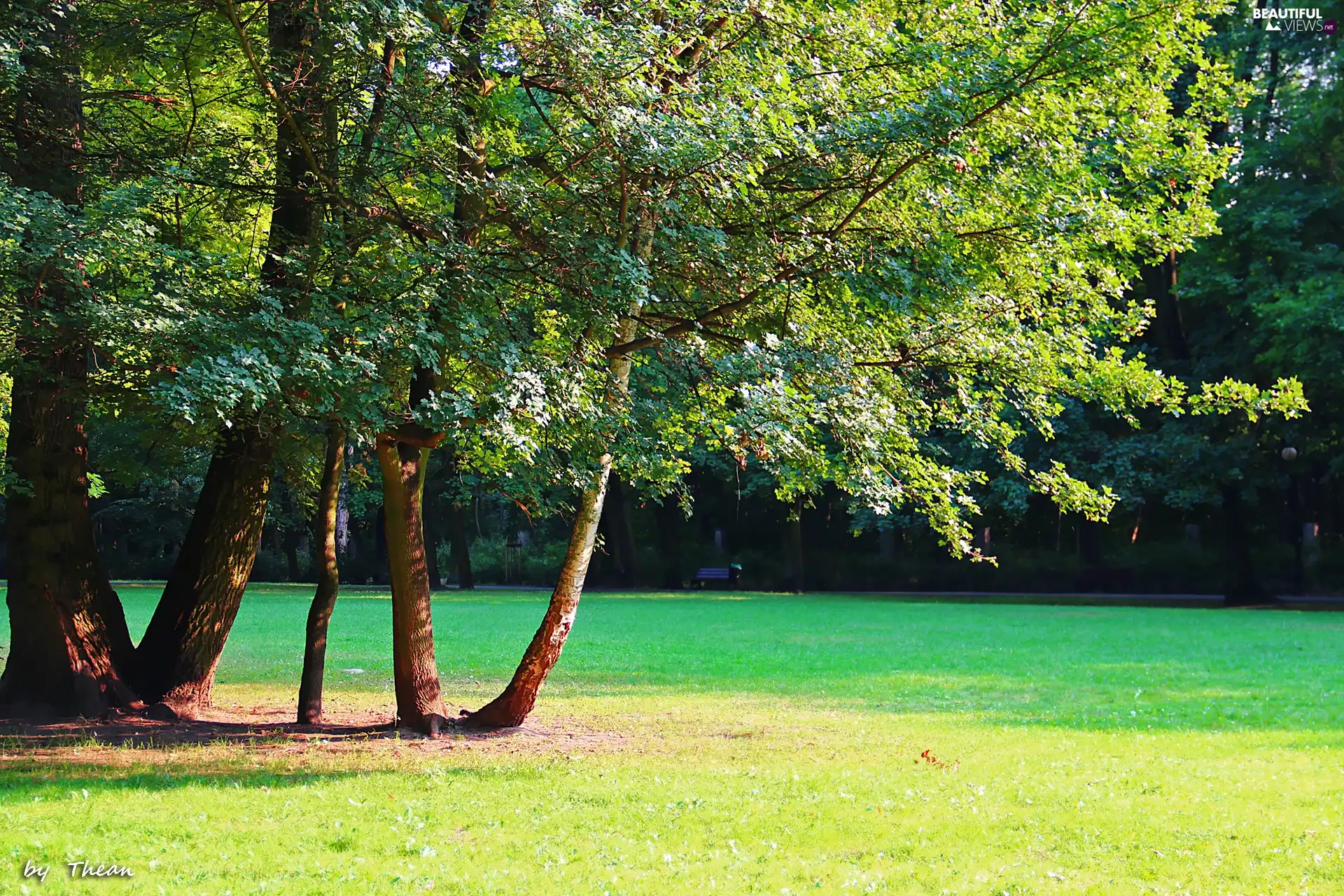 Park, trees, viewes, grass