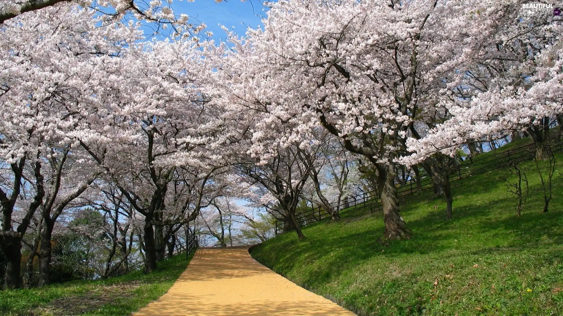 Park, trees, viewes, lane