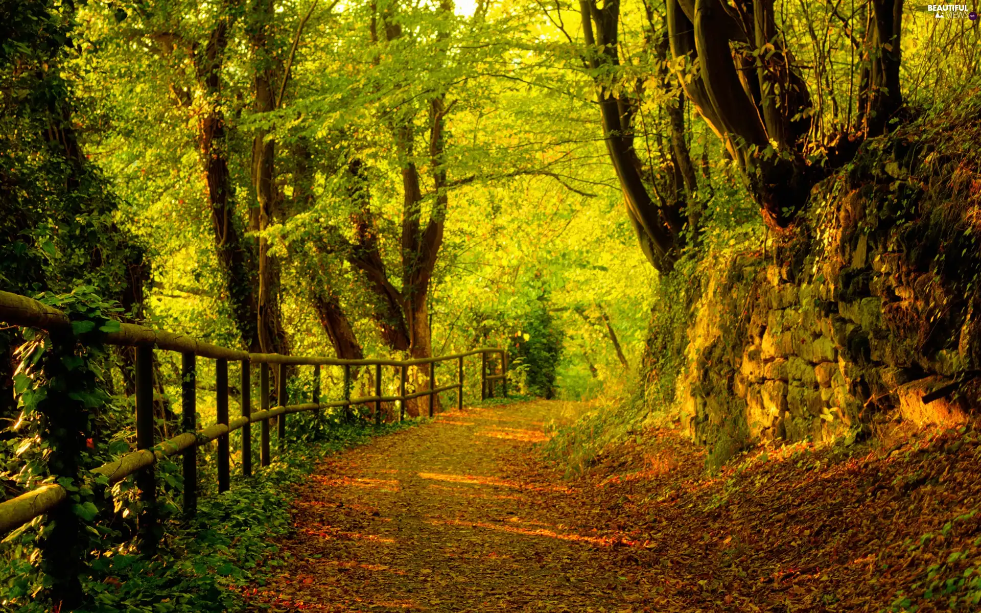 viewes, Path, autumn, trees, forest