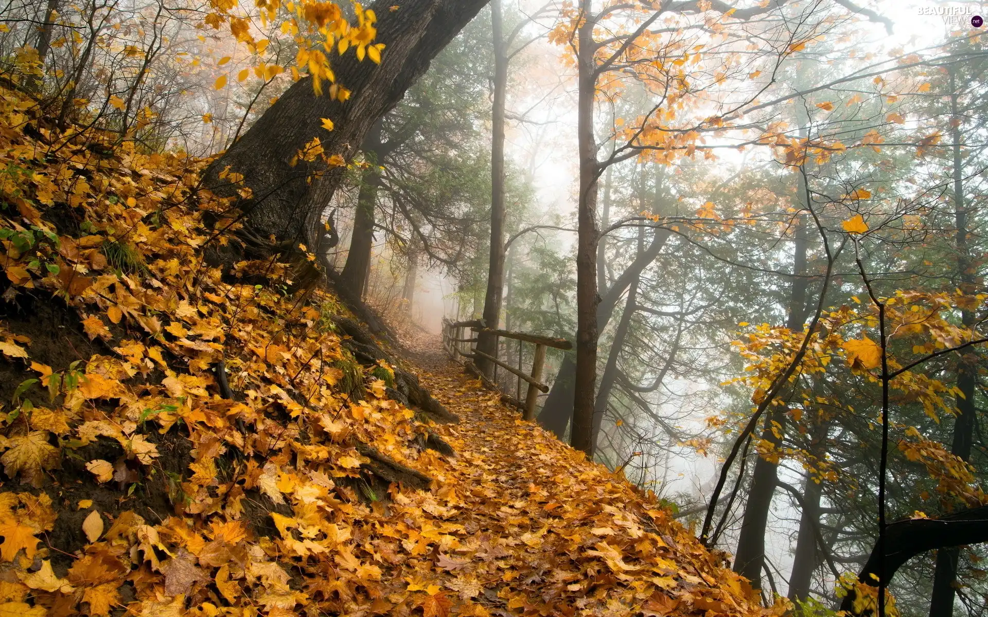 viewes, Path, Autumn, trees, Park