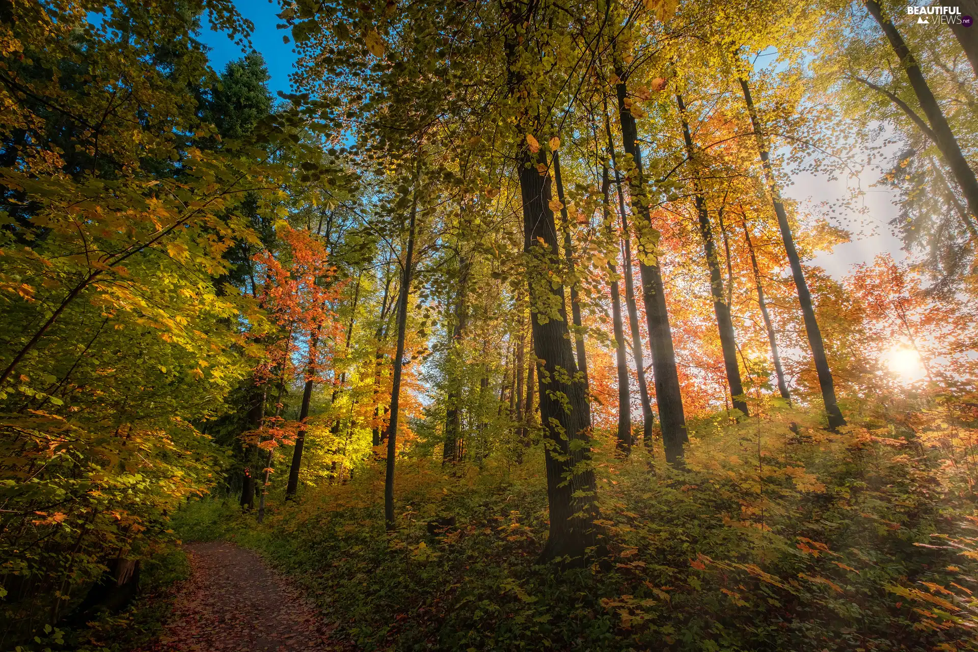 viewes, forest, rays of the Sun, Path, summer, trees