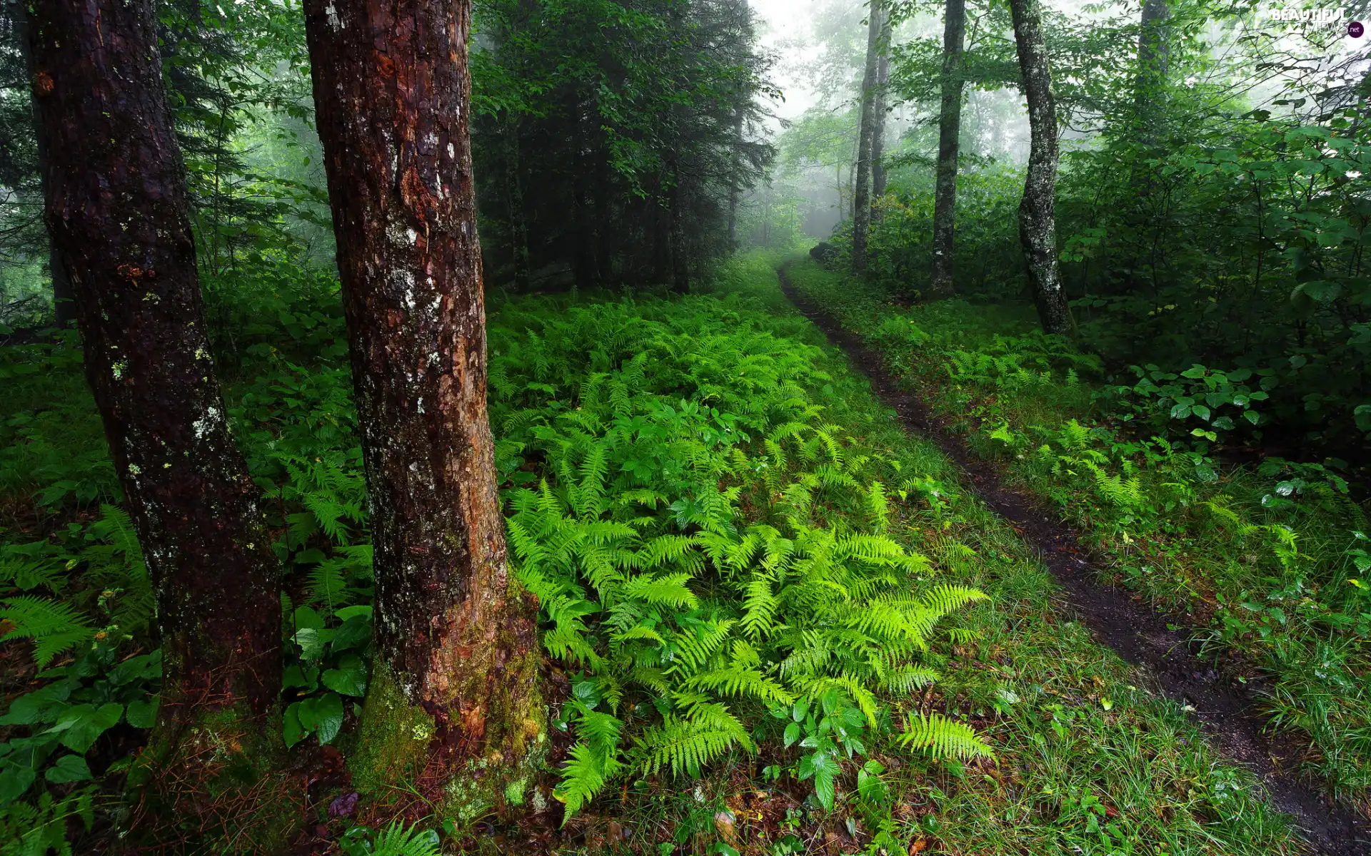 Bush, trees, Path, viewes, forest, fern, Fog