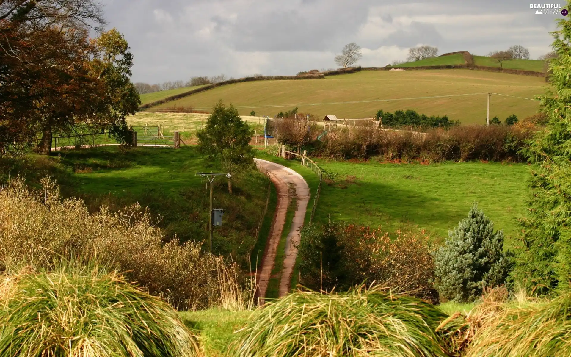 grass, Way, viewes, pens, trees, Clumps