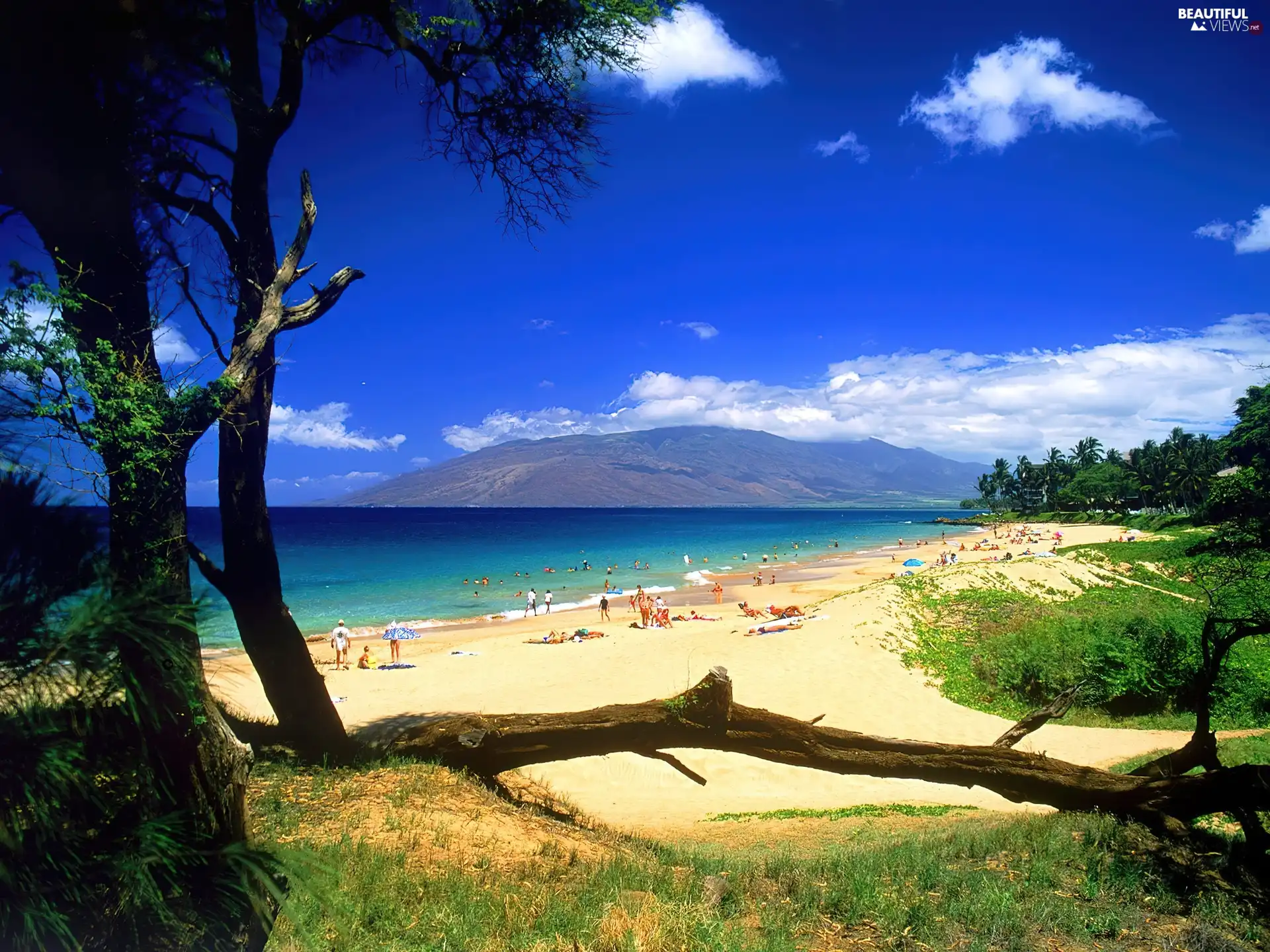 viewes, People, sea, trees, Beaches