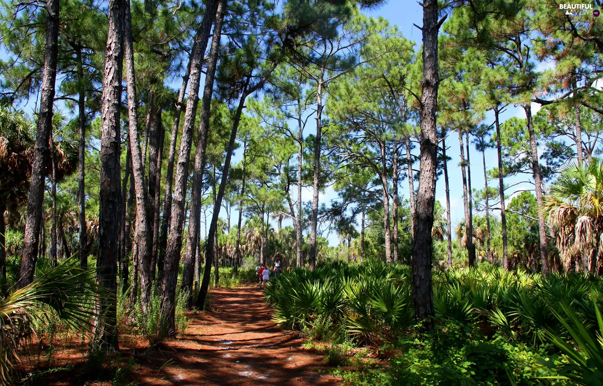 viewes, People, Way, trees, forest