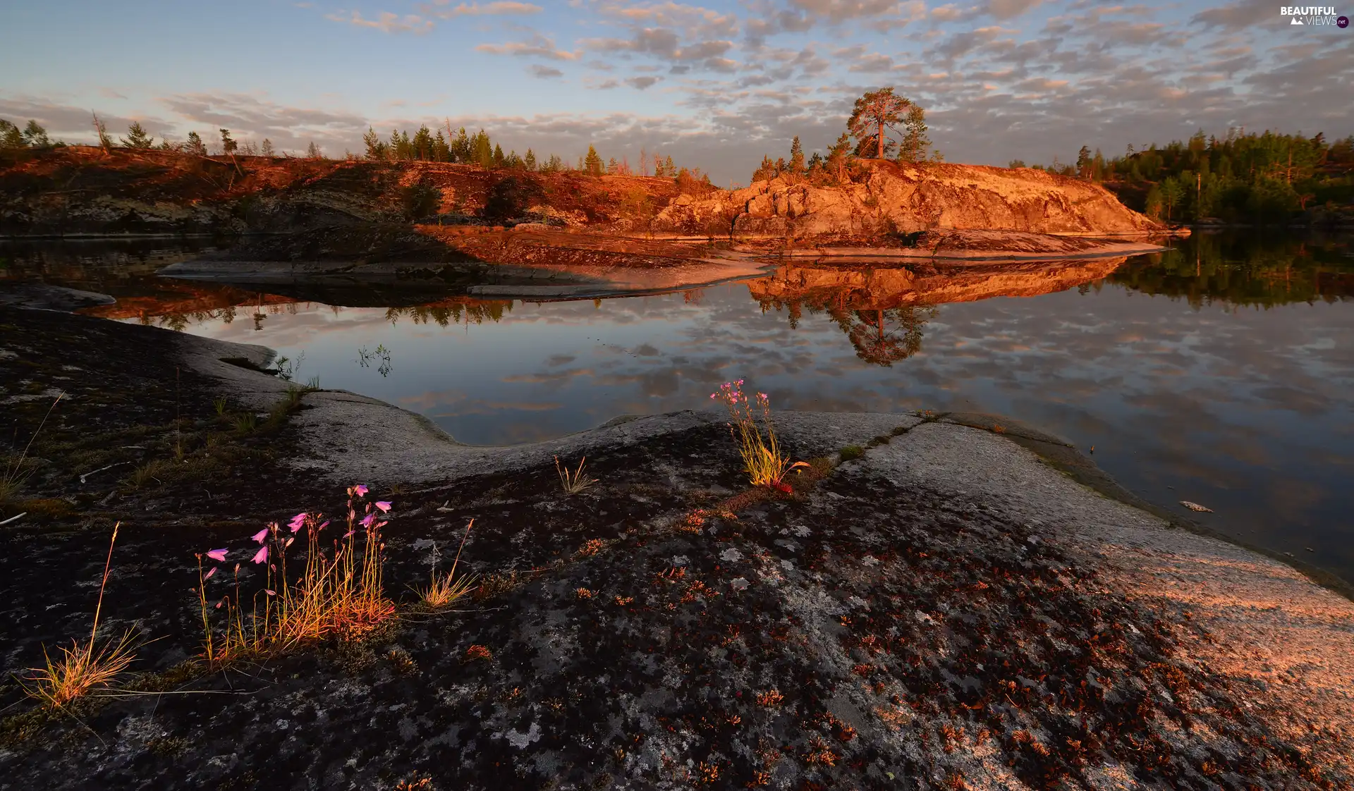 viewes, trees, Lake Ladoga, rocks, Karelia, Russia, Flowers, Plants, Stones