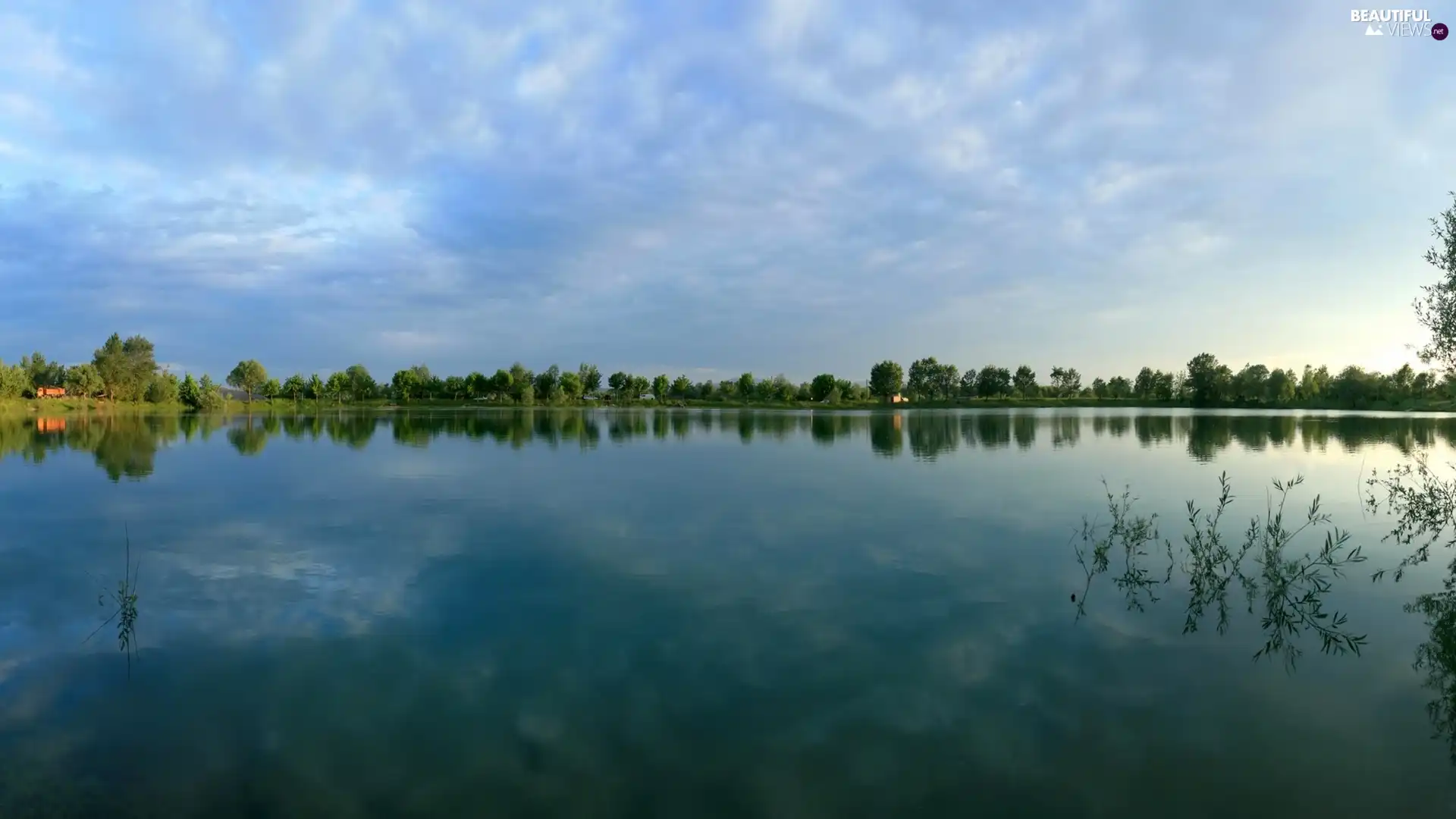 viewes, Plants, forest, trees, lake