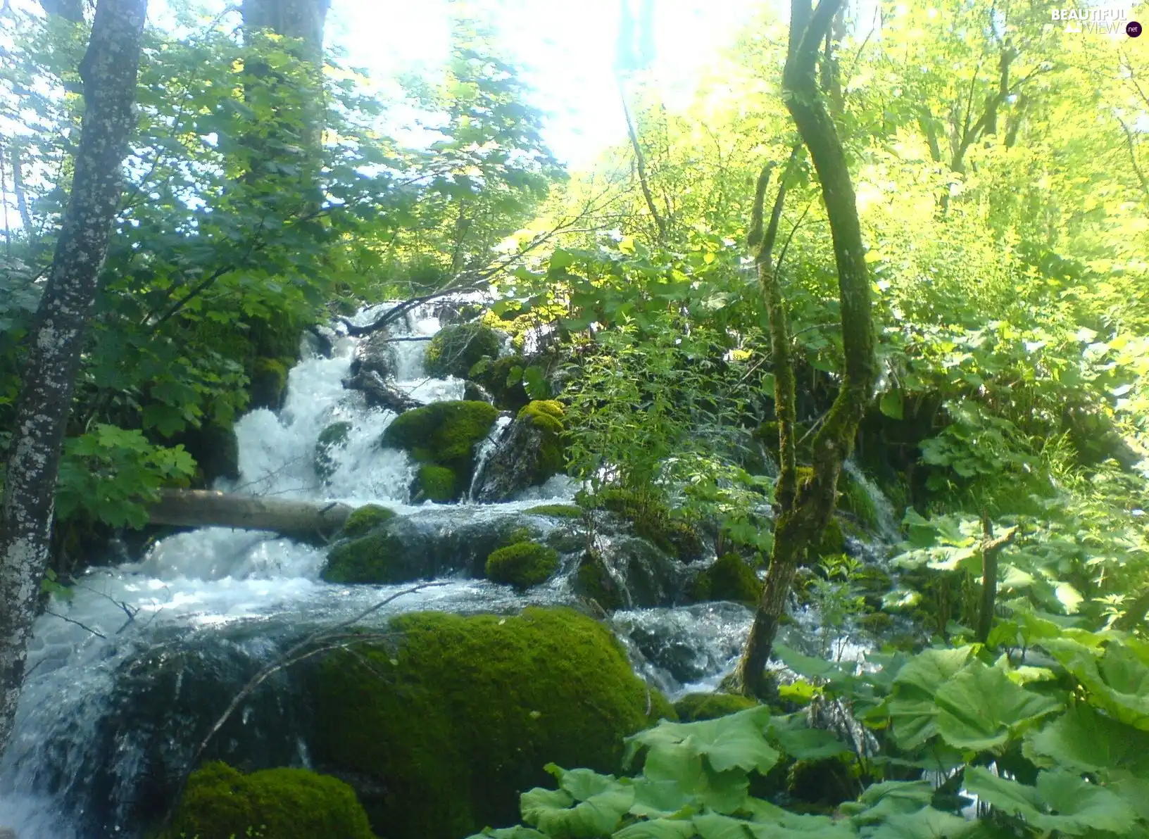 viewes, Plitvice, Stones, trees, waterfall