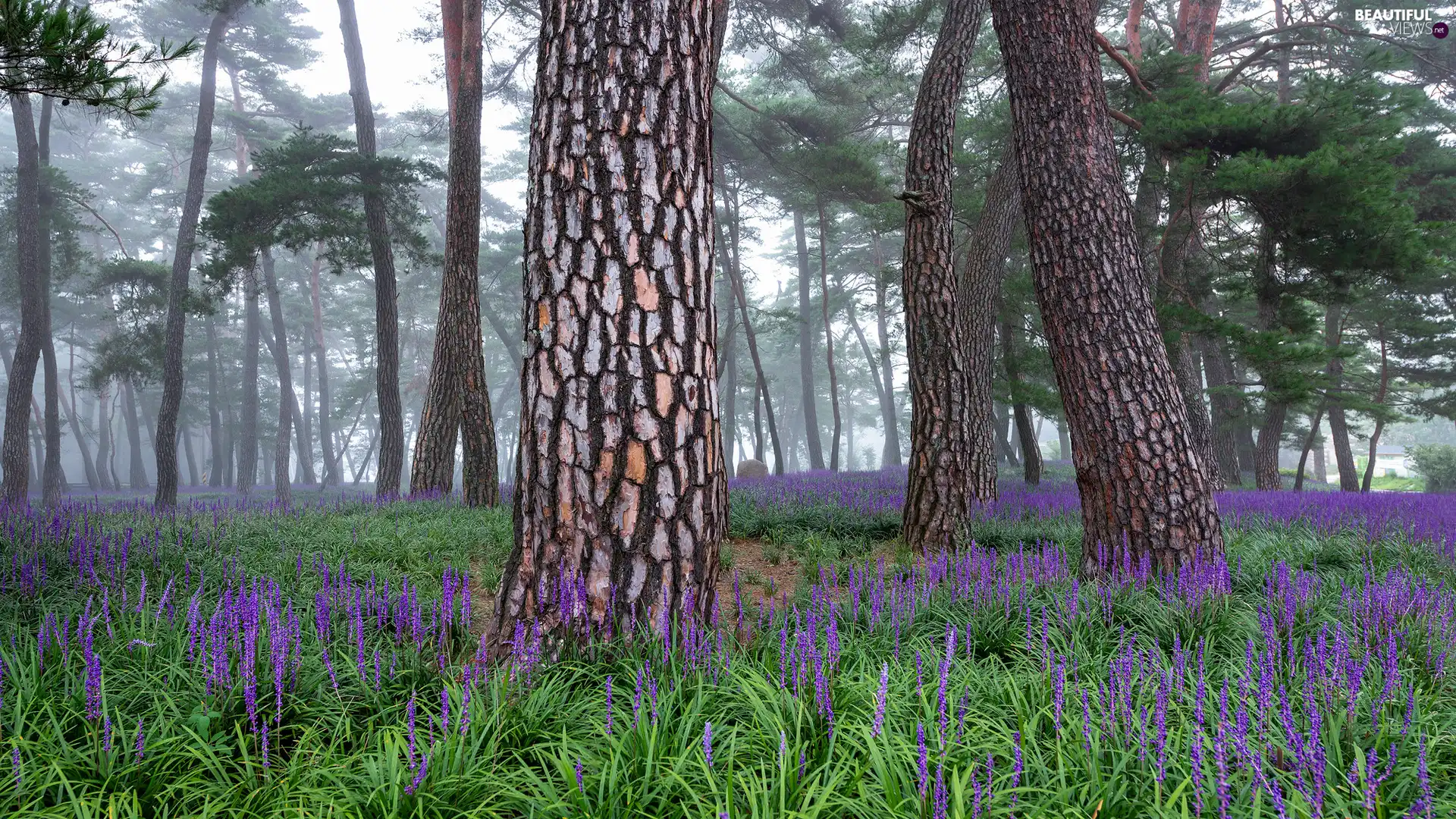 pine, trees, purple, viewes, forest, Stems, Flowers