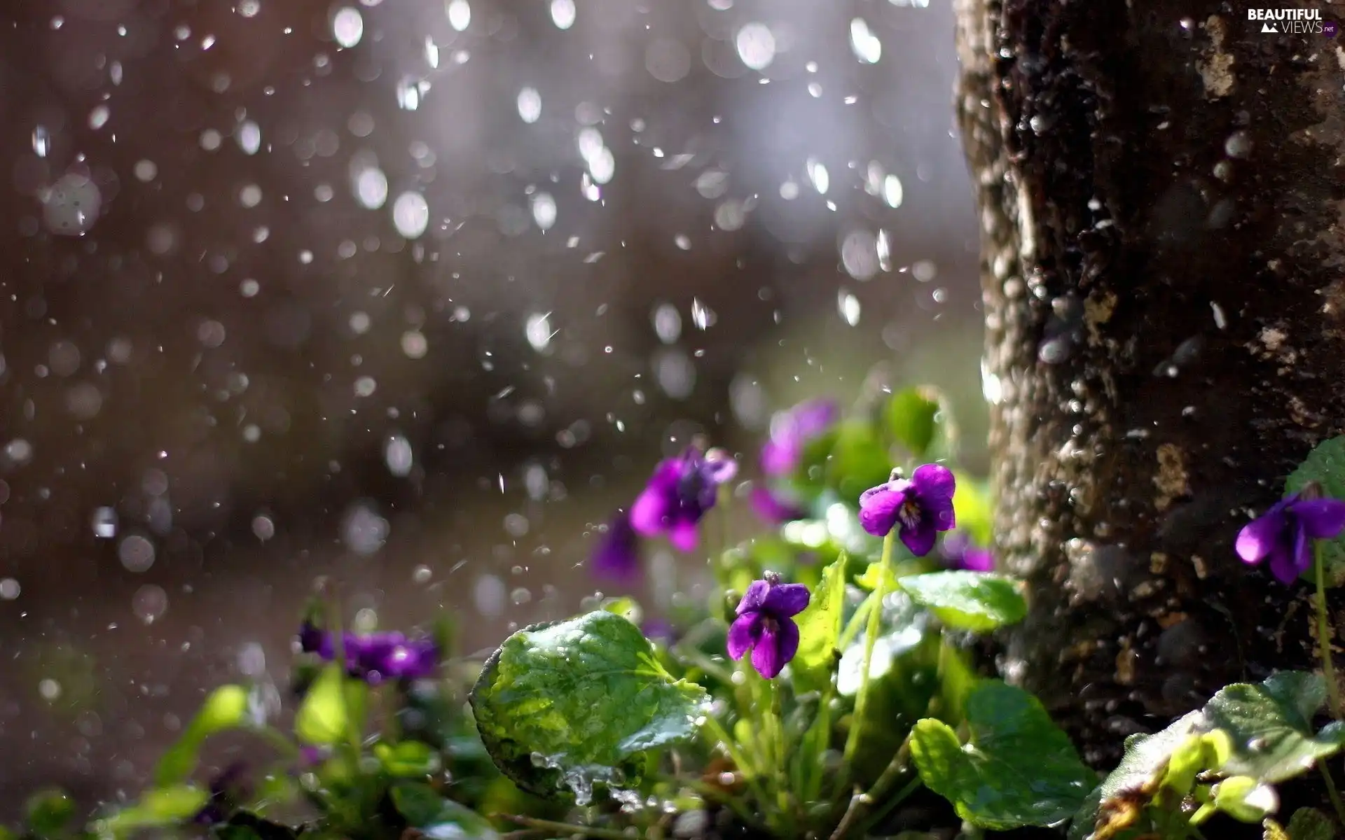 viewes, Rain, trunk, trees, Violets