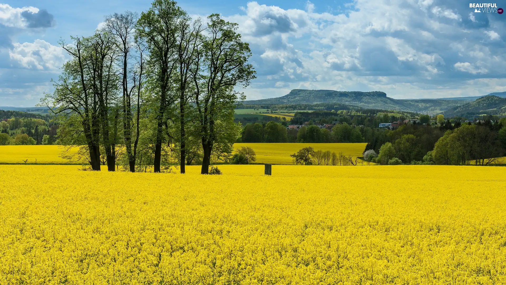 trees, viewes, rape, high, Field