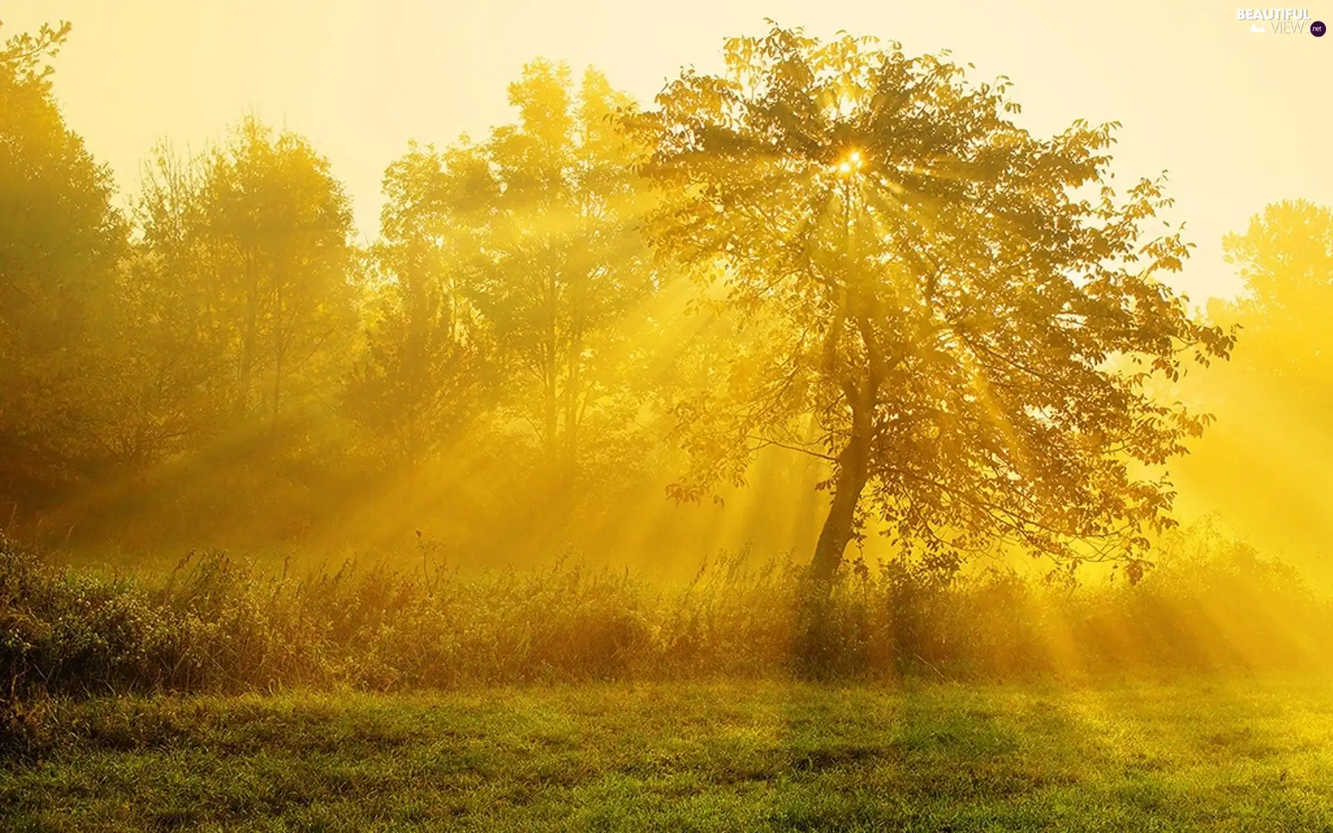 rays, trees, viewes, sun