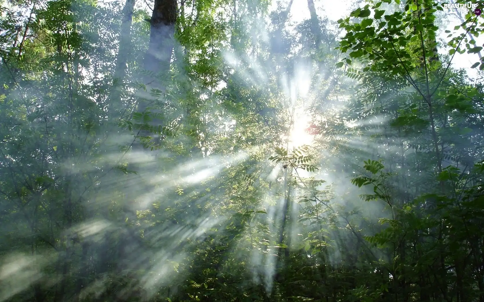 rays, trees, viewes, sun