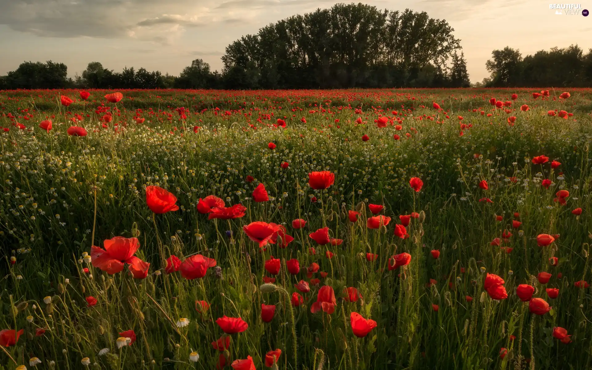 trees, viewes, Red, papavers, Meadow