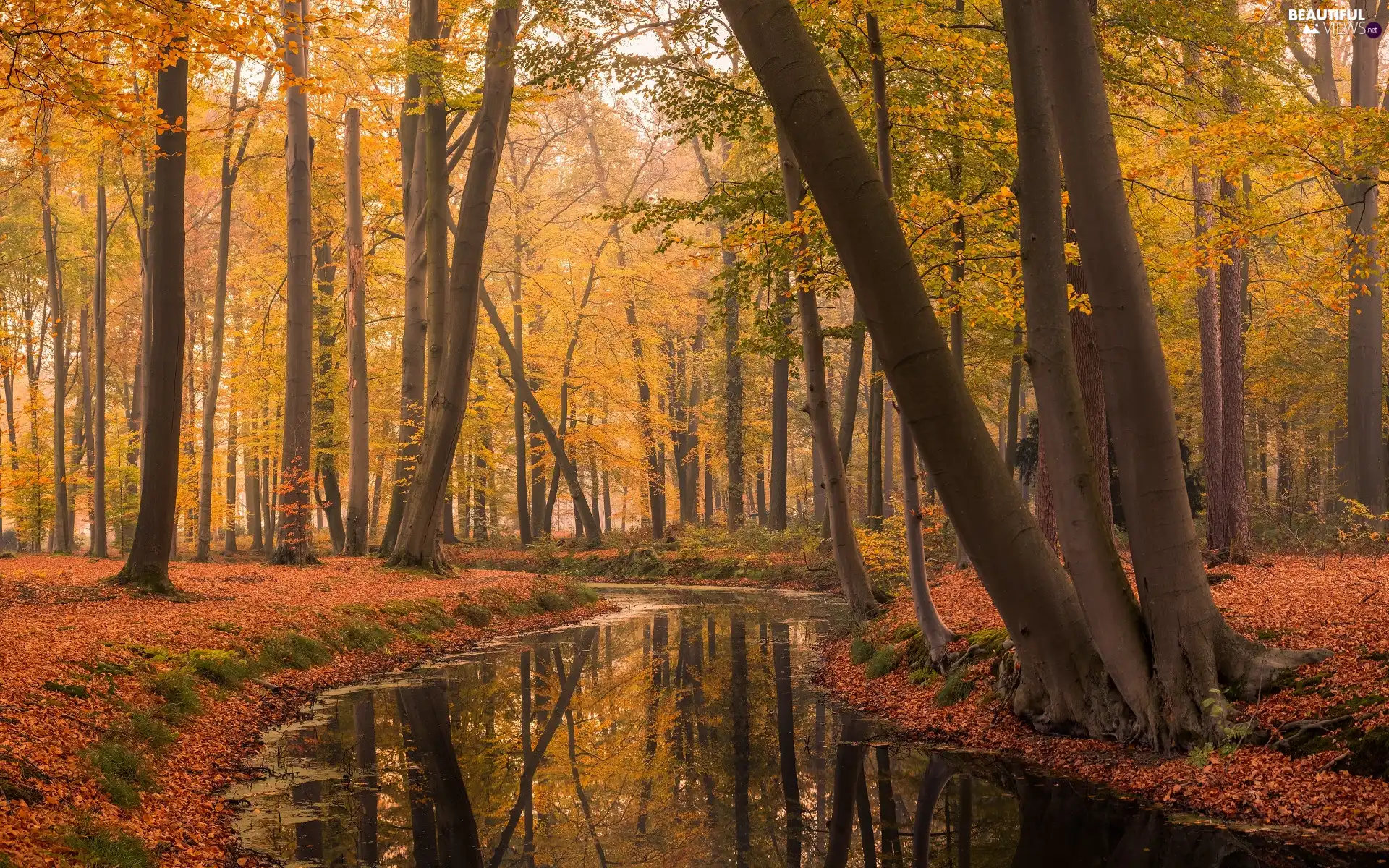 fallen, trees, River, viewes, forest, Leaf, autumn