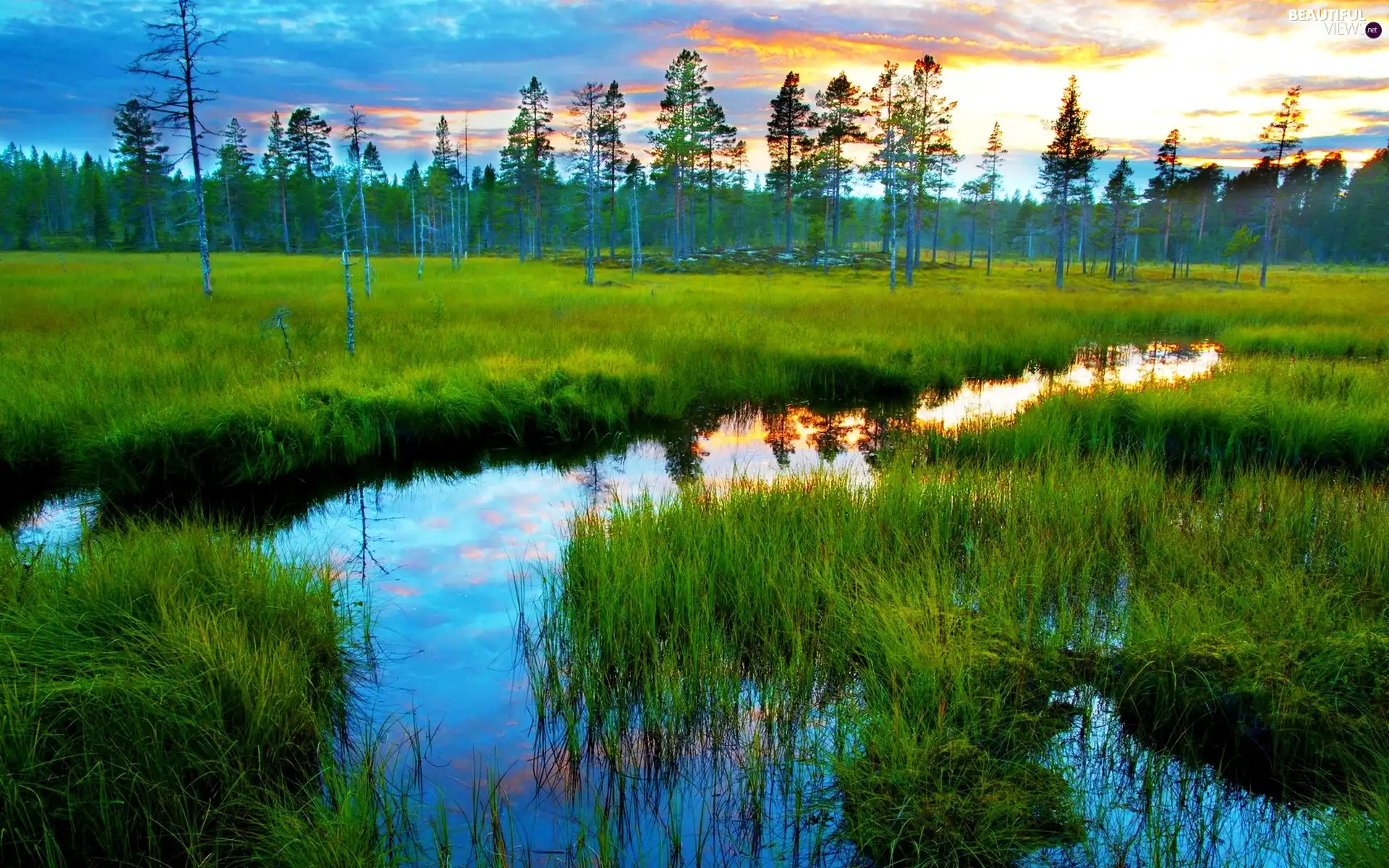 River, trees, viewes, medows