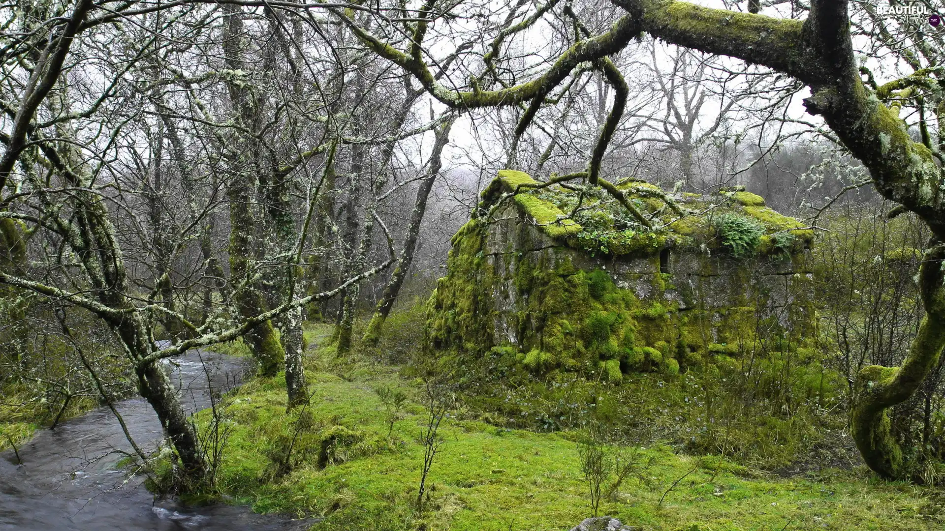 mossy, forest, trees, viewes, house, River