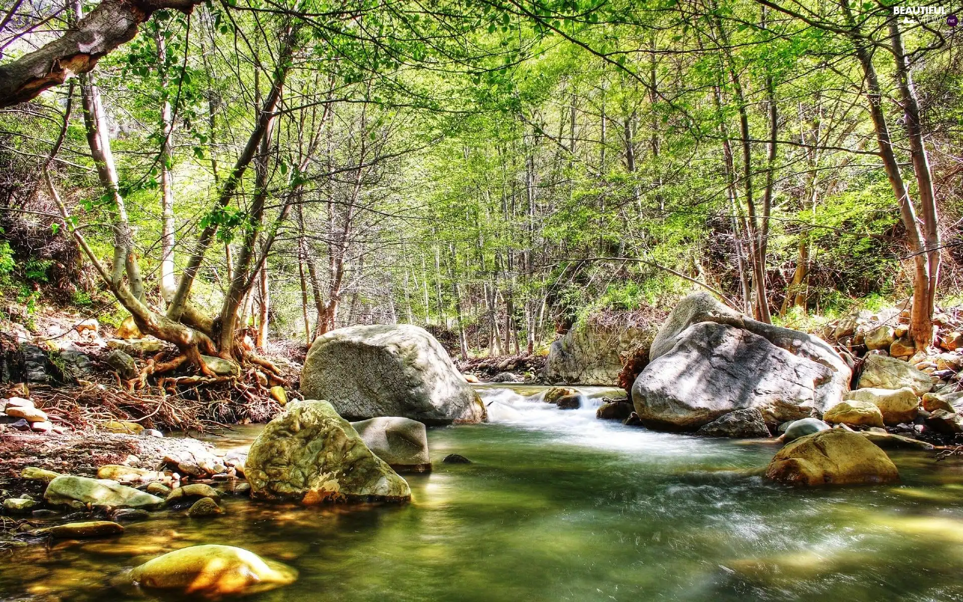 River, trees, viewes, Stones