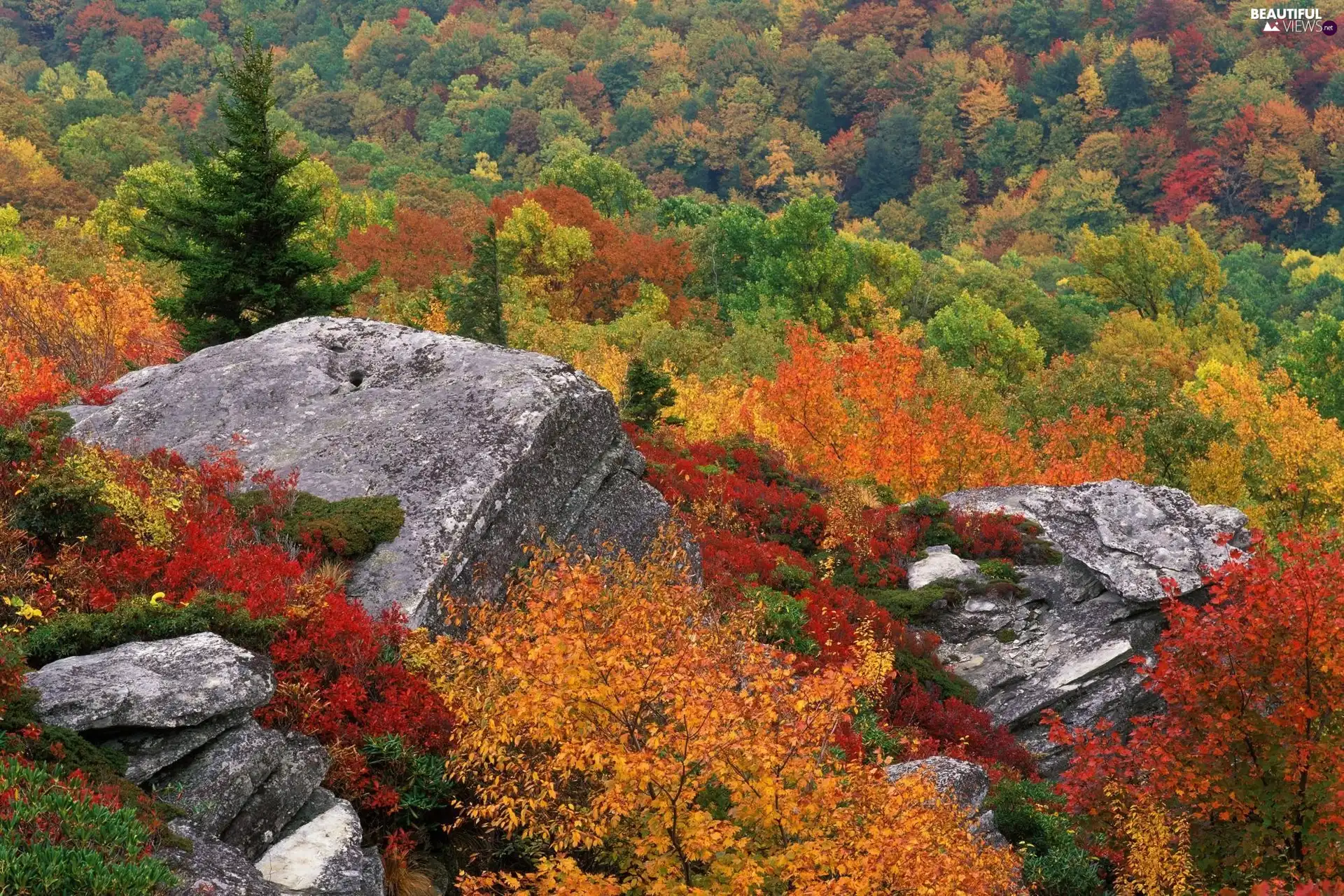 viewes, rocks, forest, trees, autumn