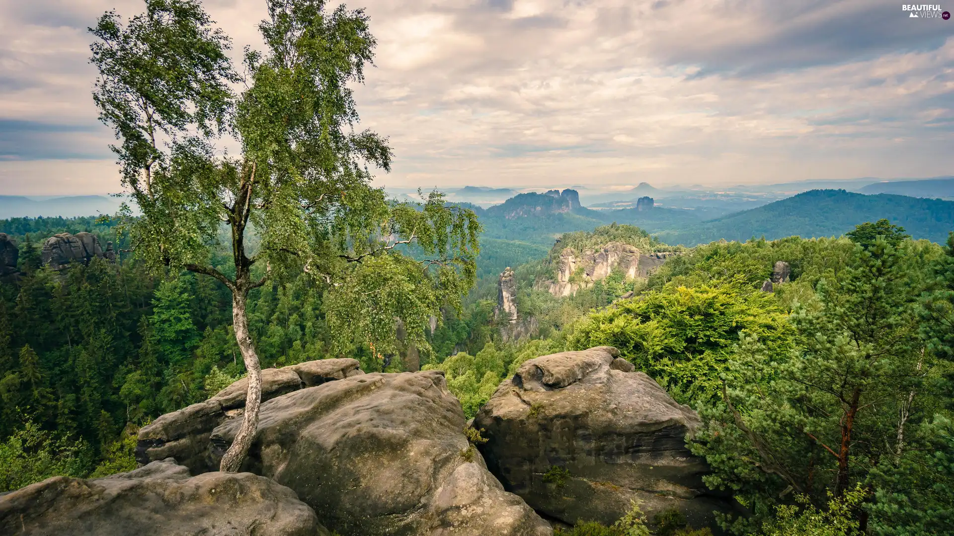 birch-tree, rocks, viewes, Mountains, trees, trees