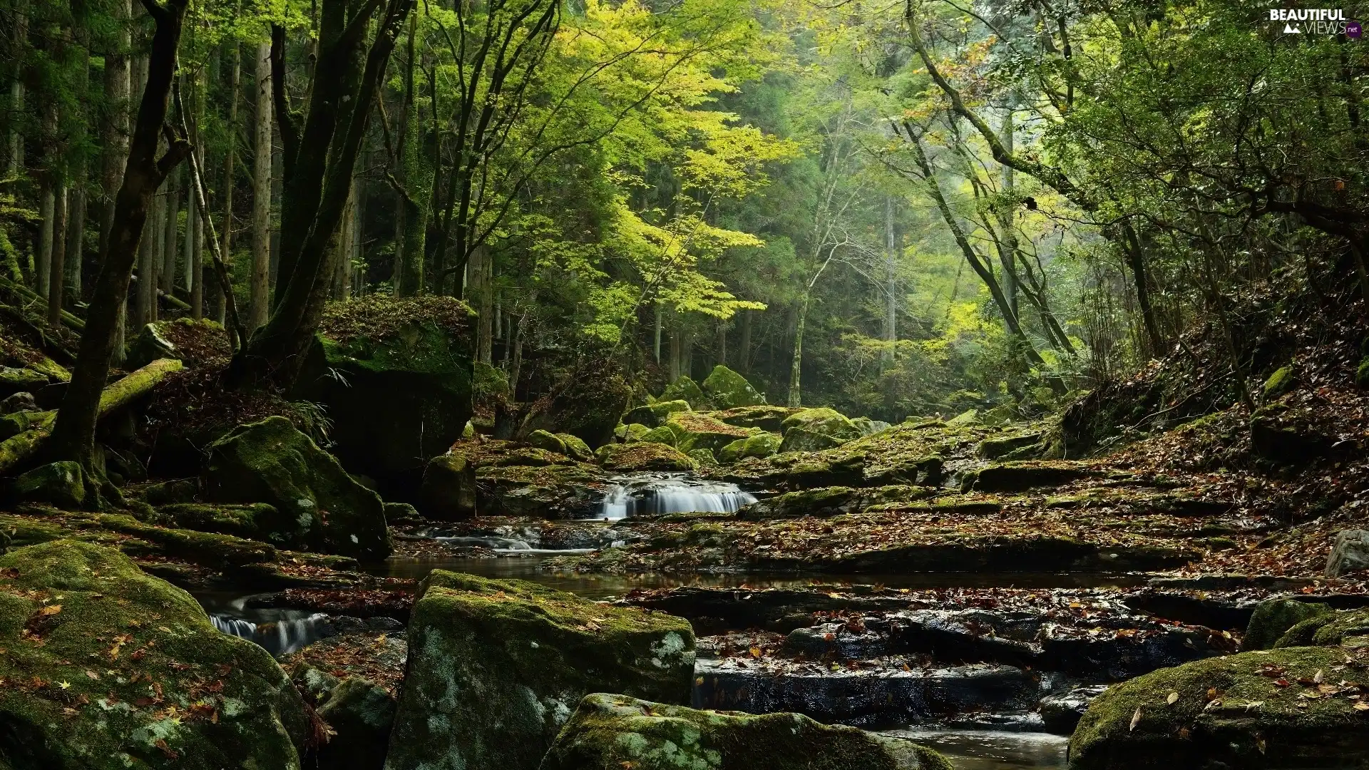 brook, trees, rocks, viewes, forest, flux, Stones