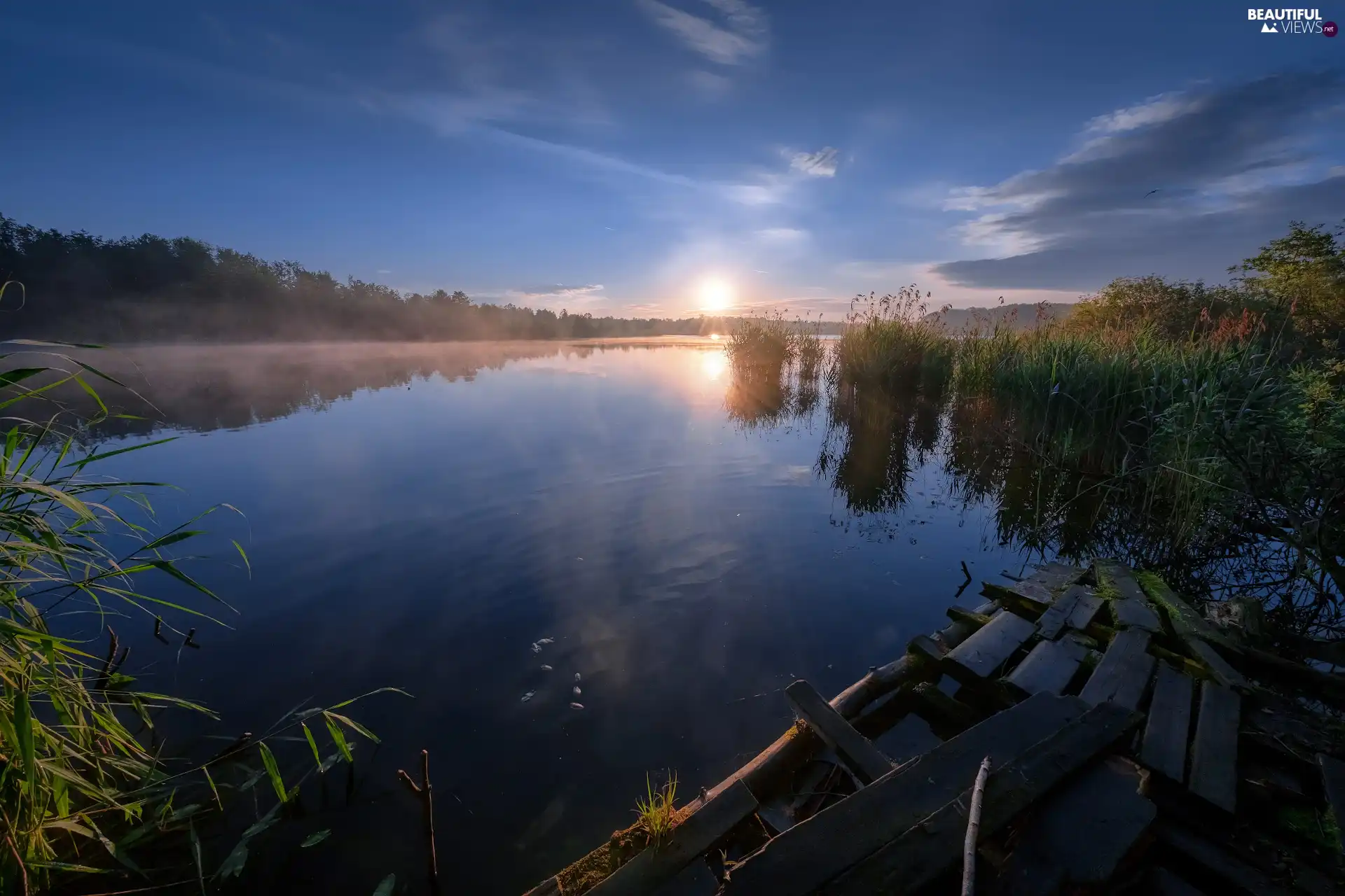 trees, viewes, rushes, Sunrise, lake