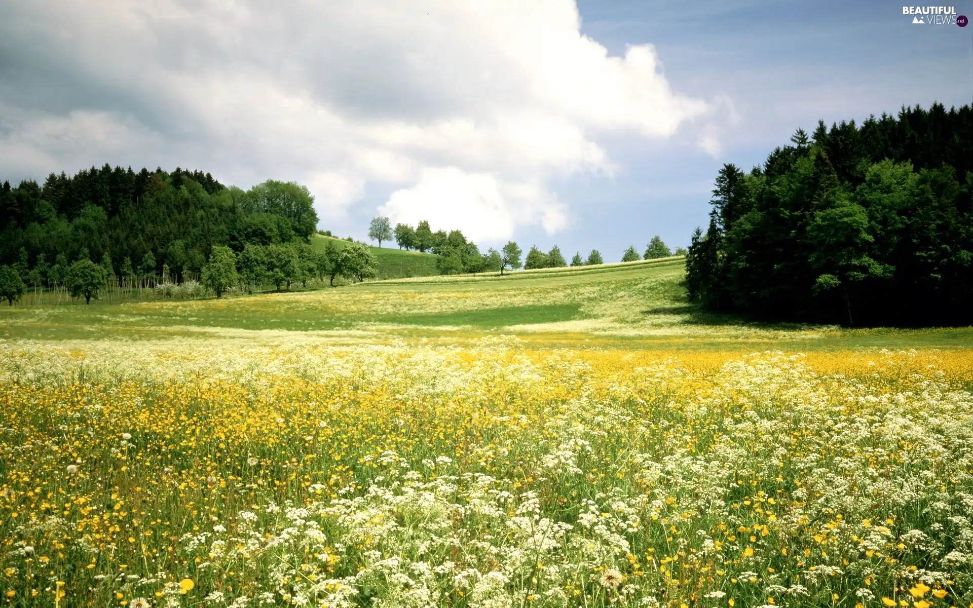 viewes, Sky, Meadow, trees, Flower