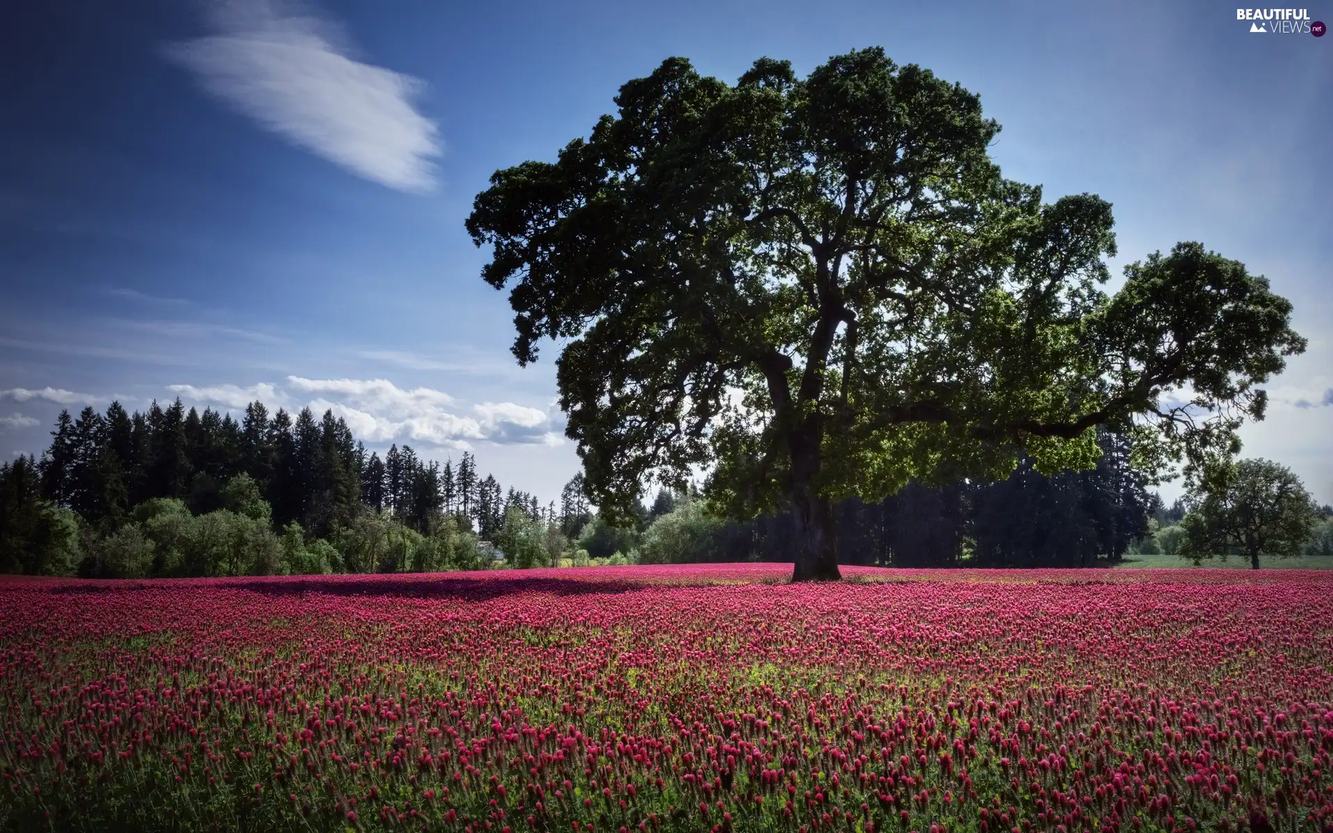 viewes, Sky, Flowers, trees, Meadow