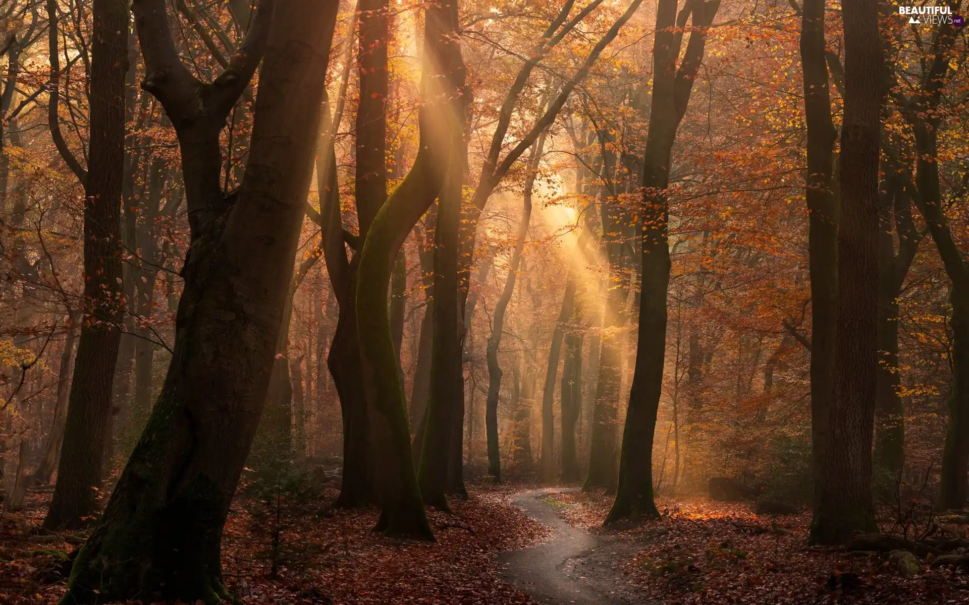 viewes, forest, Path, light breaking through sky, autumn, trees