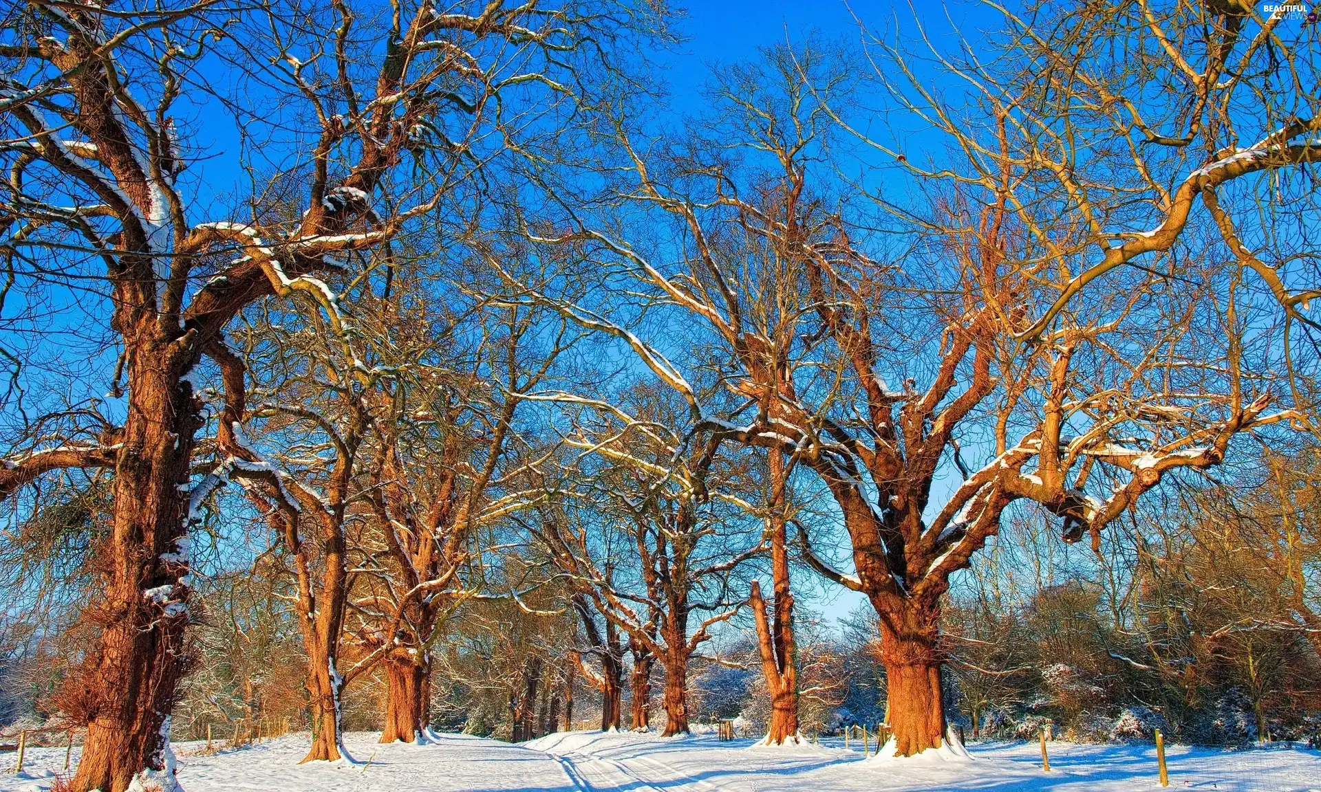 viewes, Sky, Way, trees, winter