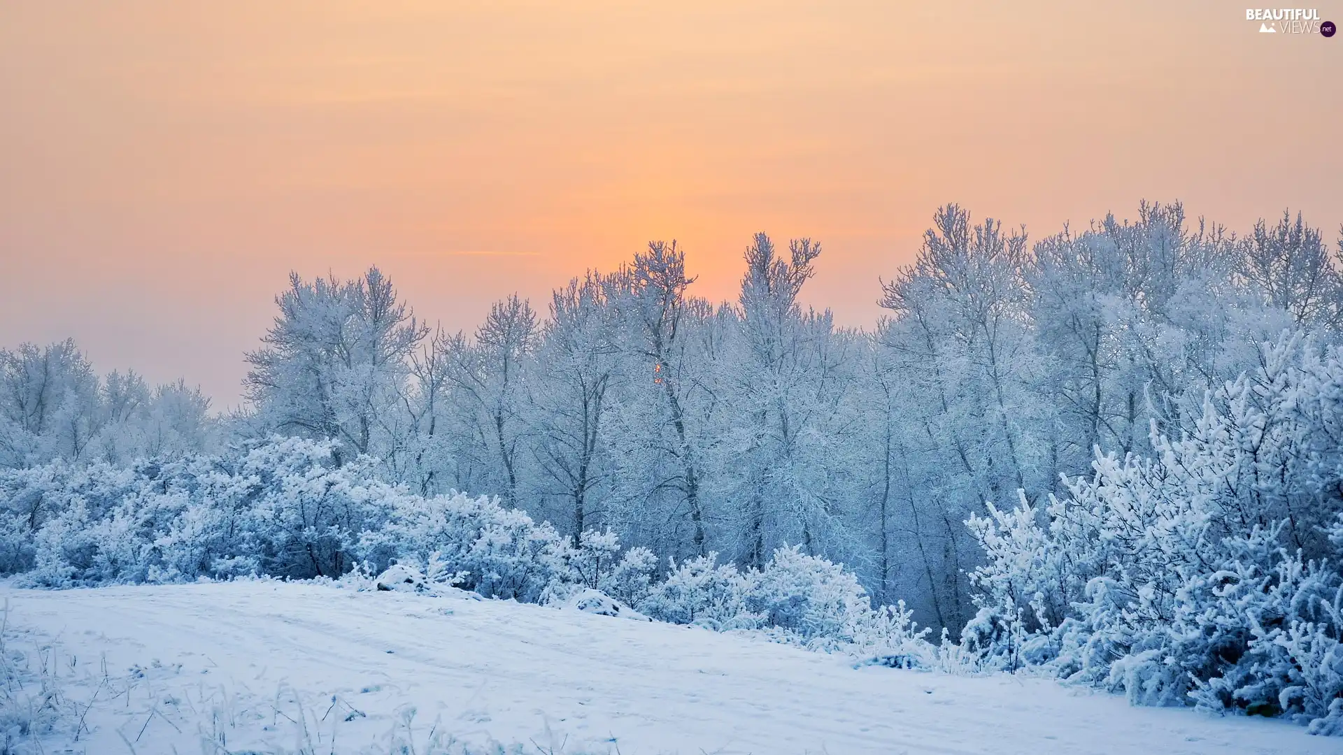 Snowy, winter, trees, viewes, Bush, snow