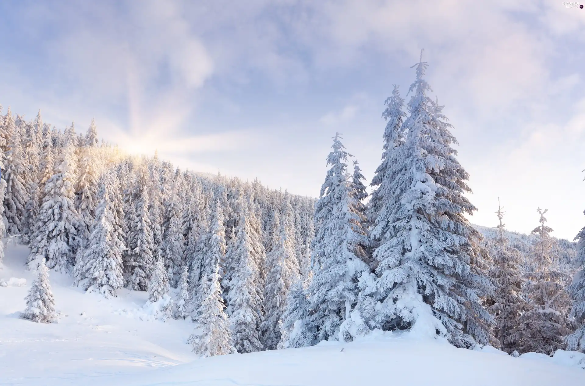 rays of the Sun, viewes, snow, trees