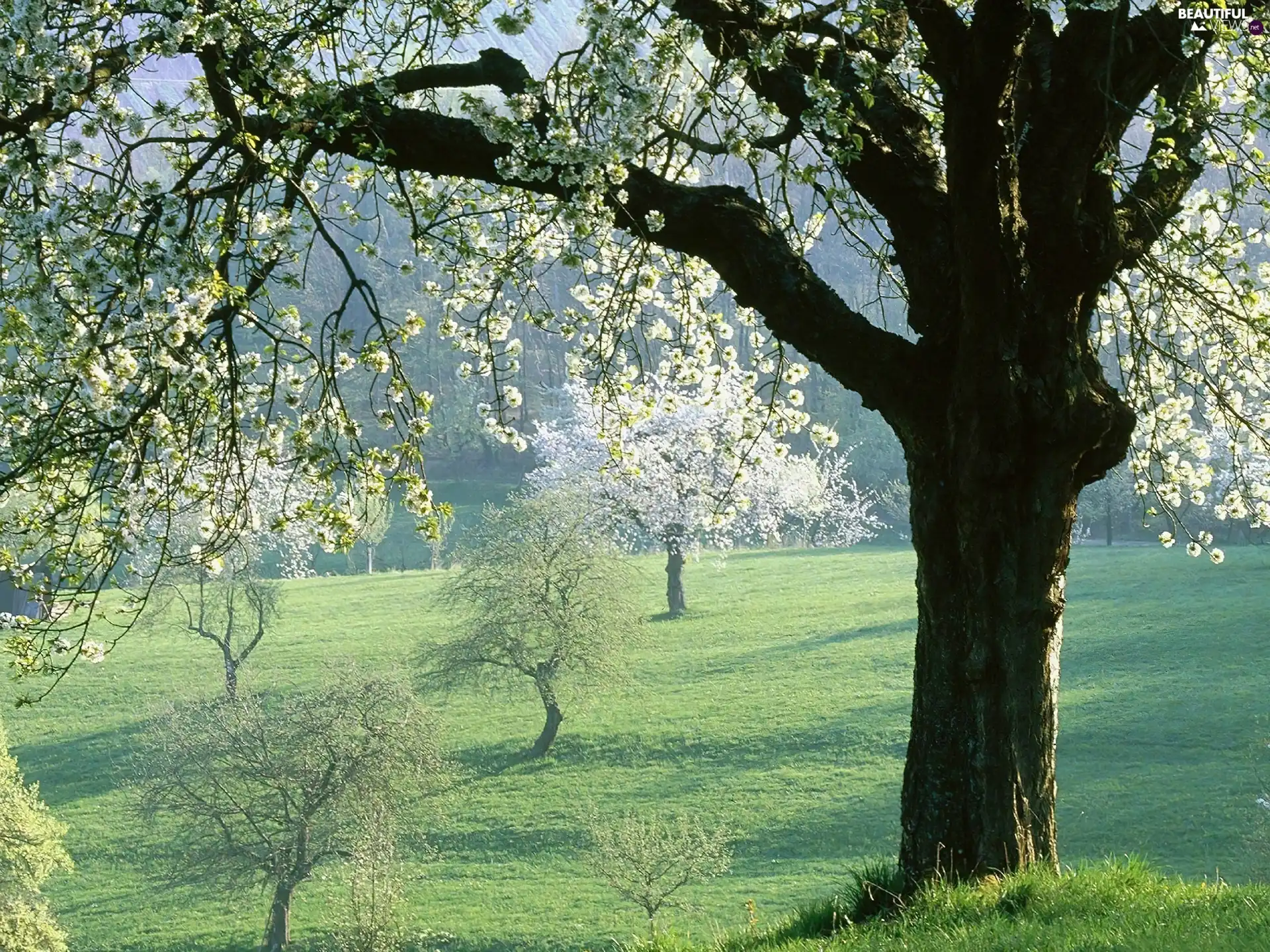 viewes, Spring, flourishing, trees, field