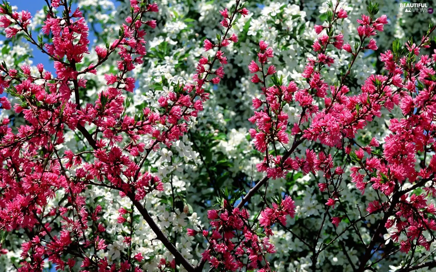 Spring, trees, viewes, flourishing