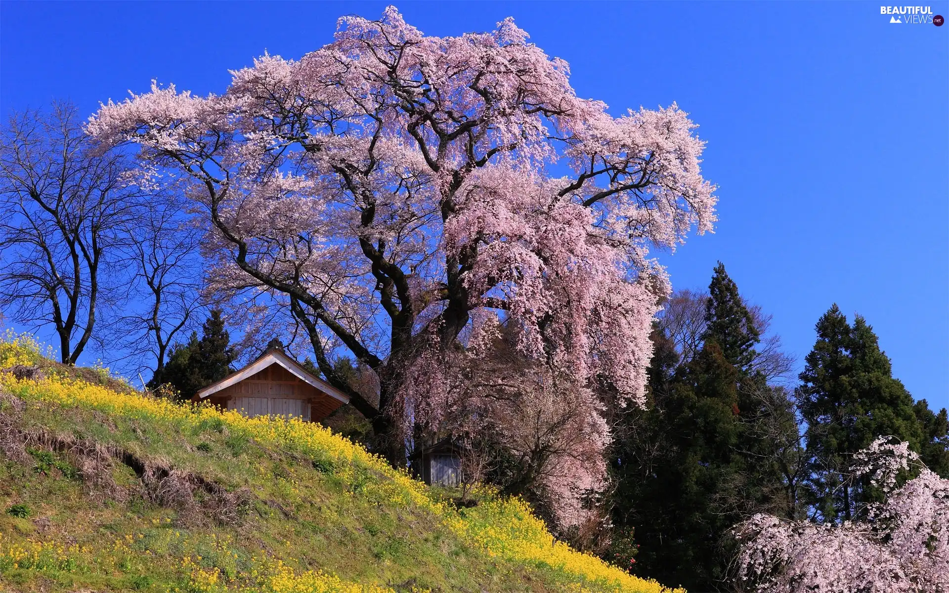 Spring, trees, viewes, flourishing