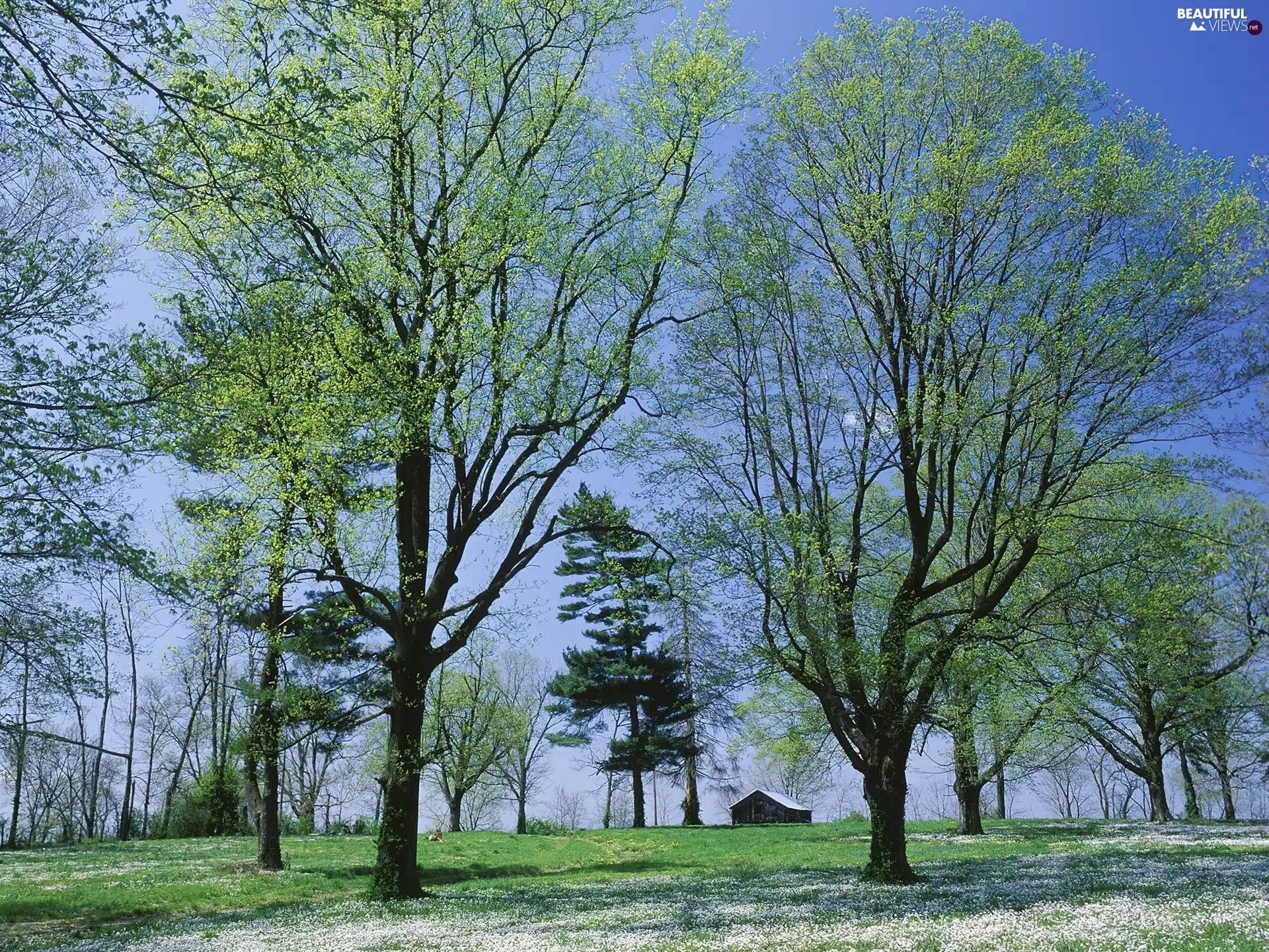 Spring, trees, viewes, green