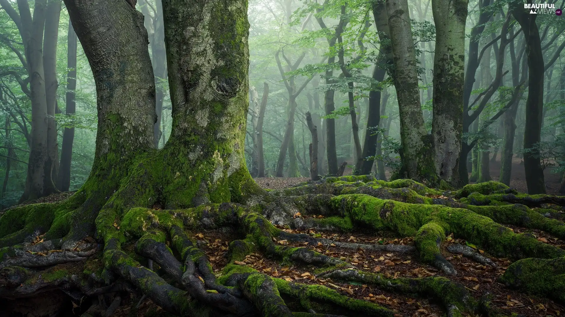 roots, trees, Stems, viewes, forest, mossy, Fog