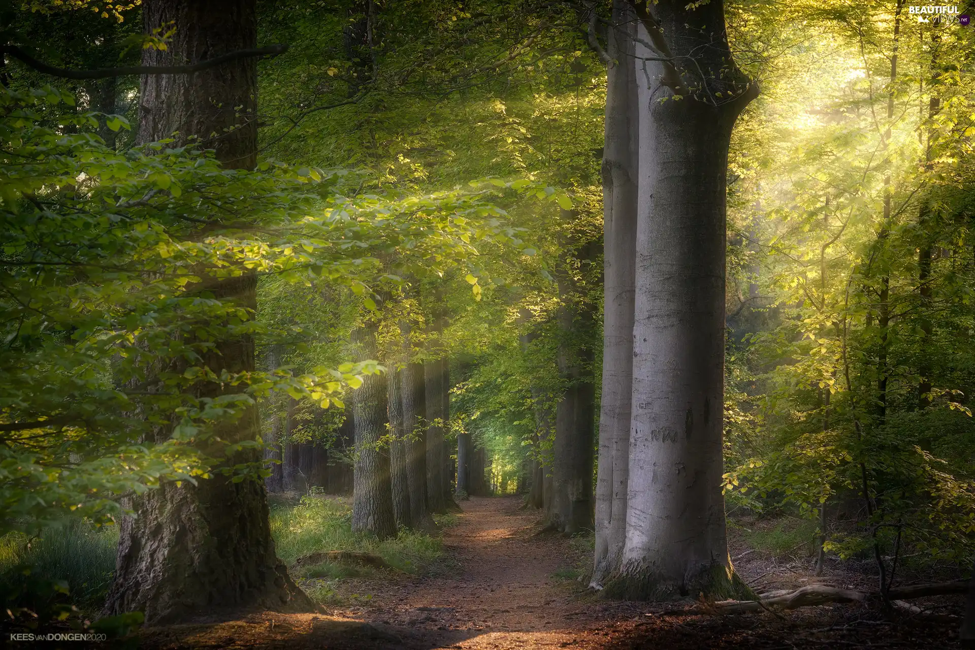 viewes, sunny, Way, trees, light breaking through sky, Stems, forest