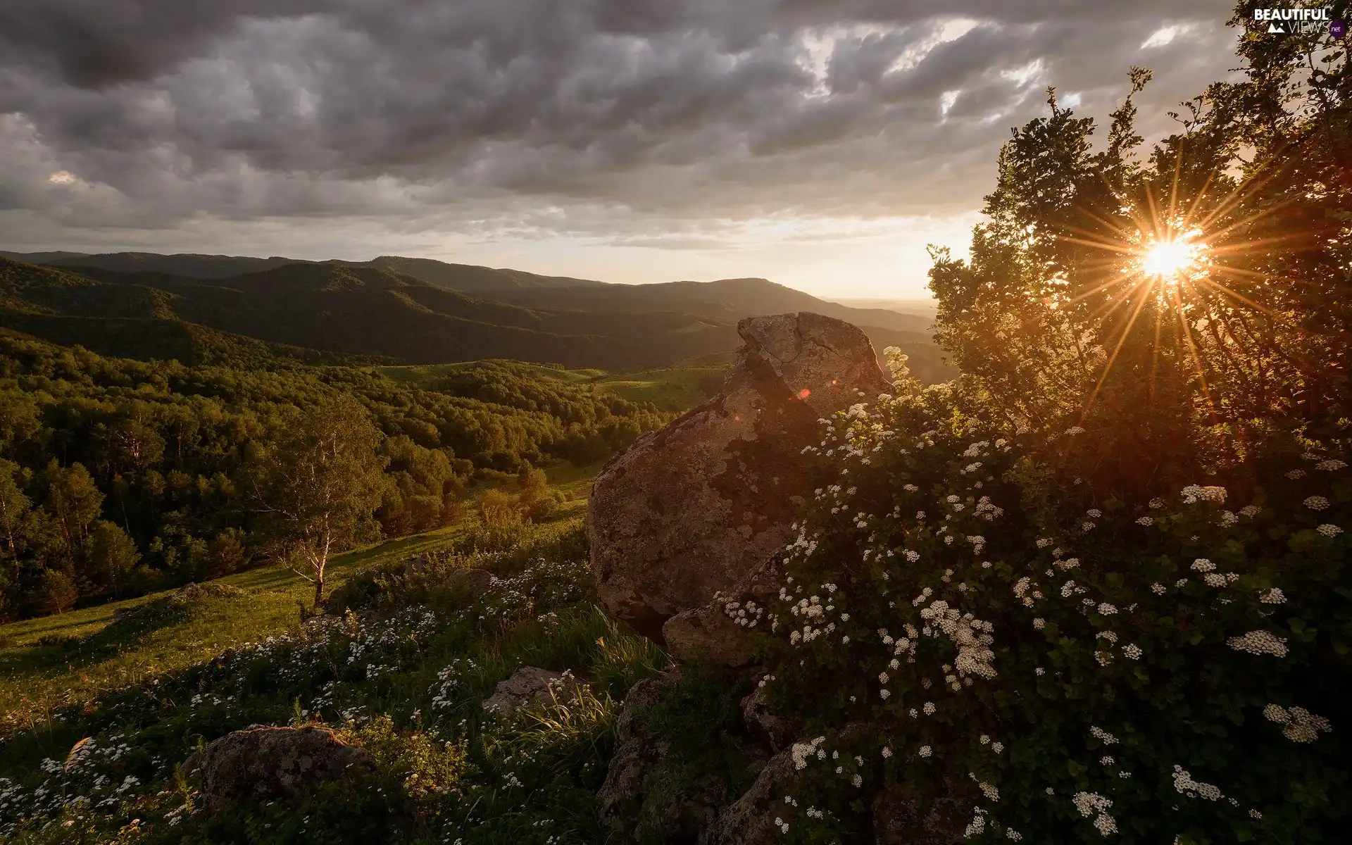 Plants, trees, rays of the Sun, viewes, Stone, Valley, Mountains, Flowers