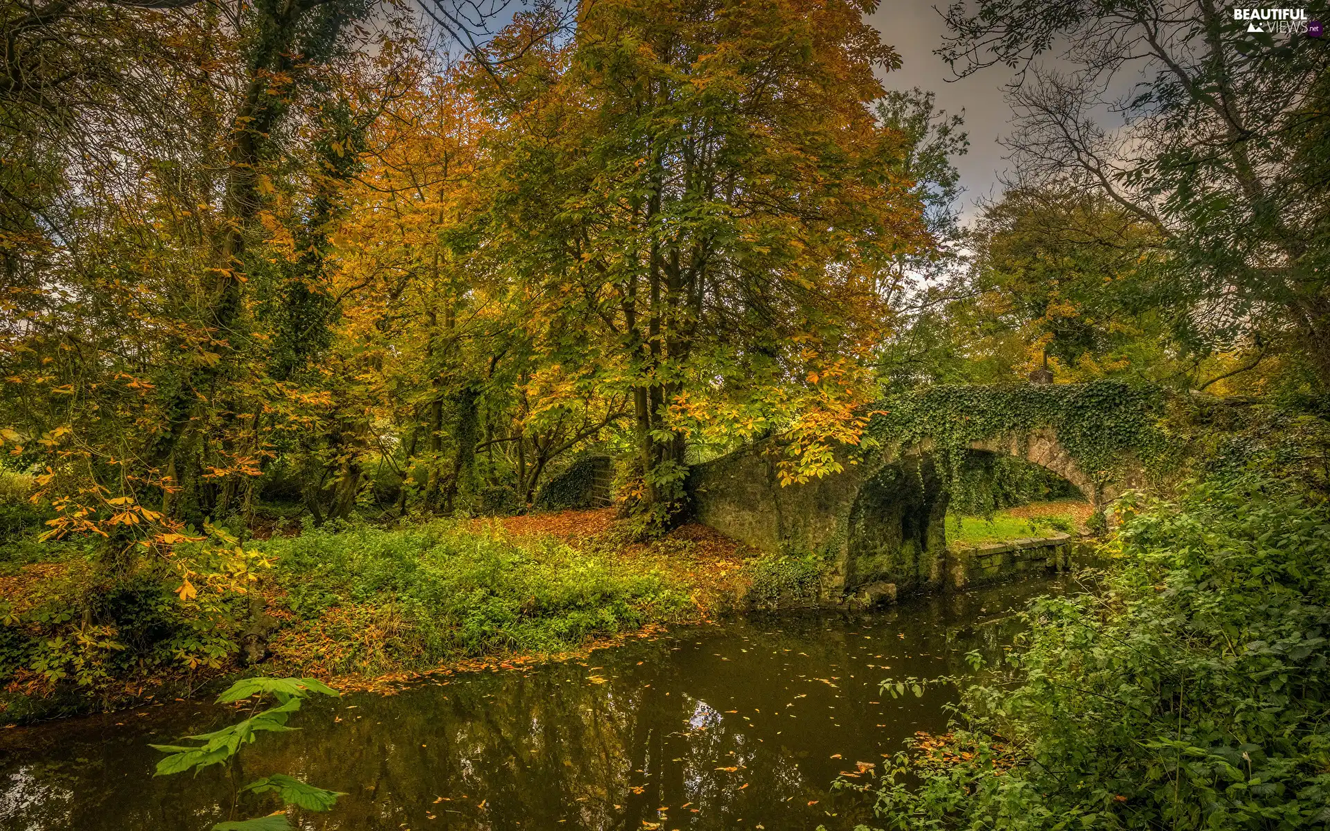 bridge, River, trees, viewes, ivy, stone