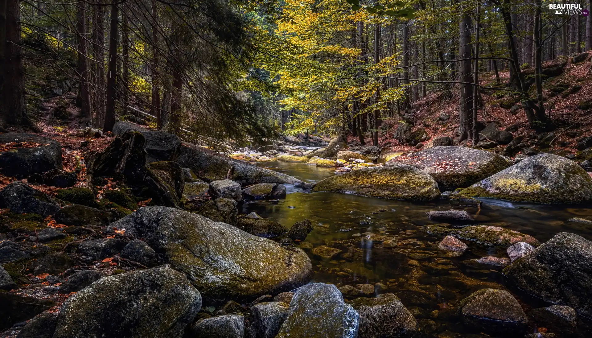 trees, viewes, Stones, River, forest