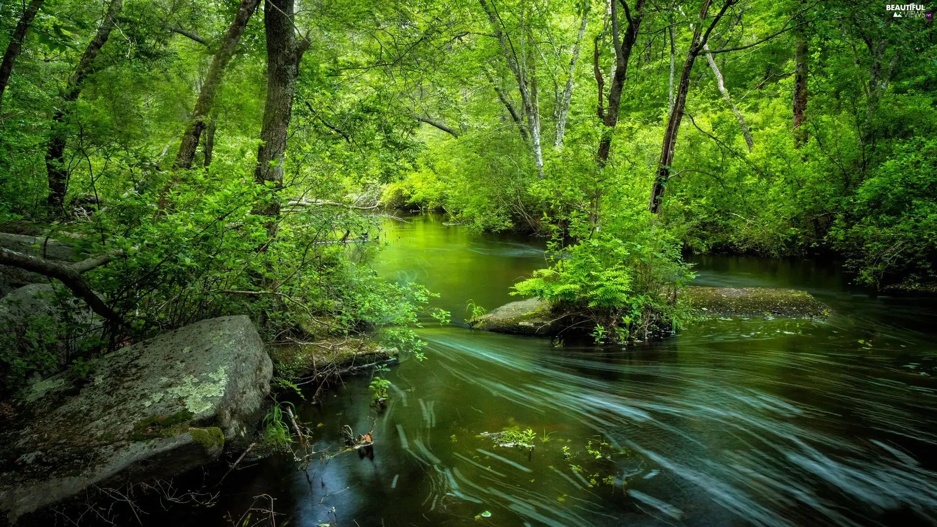 viewes, Stones, River, trees, forest