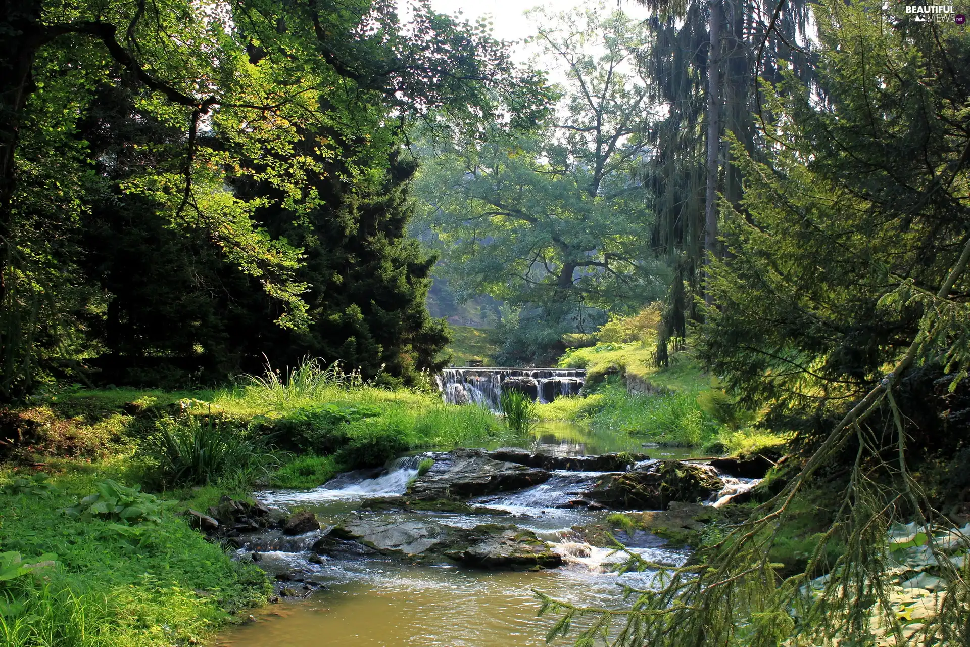 viewes, Stones, River, trees, forest