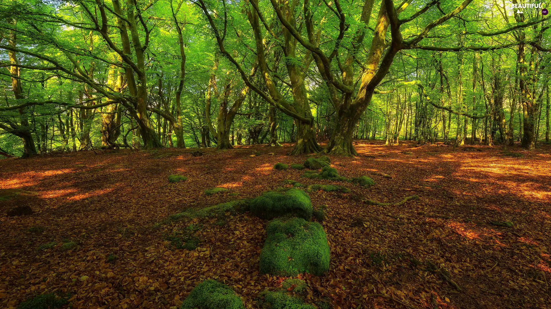 Leaf, trees, Stones, viewes, forest, mossy, Spring