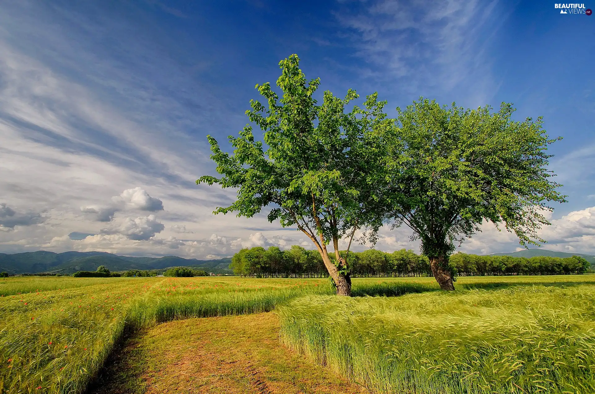 viewes, summer, corn, trees, Field