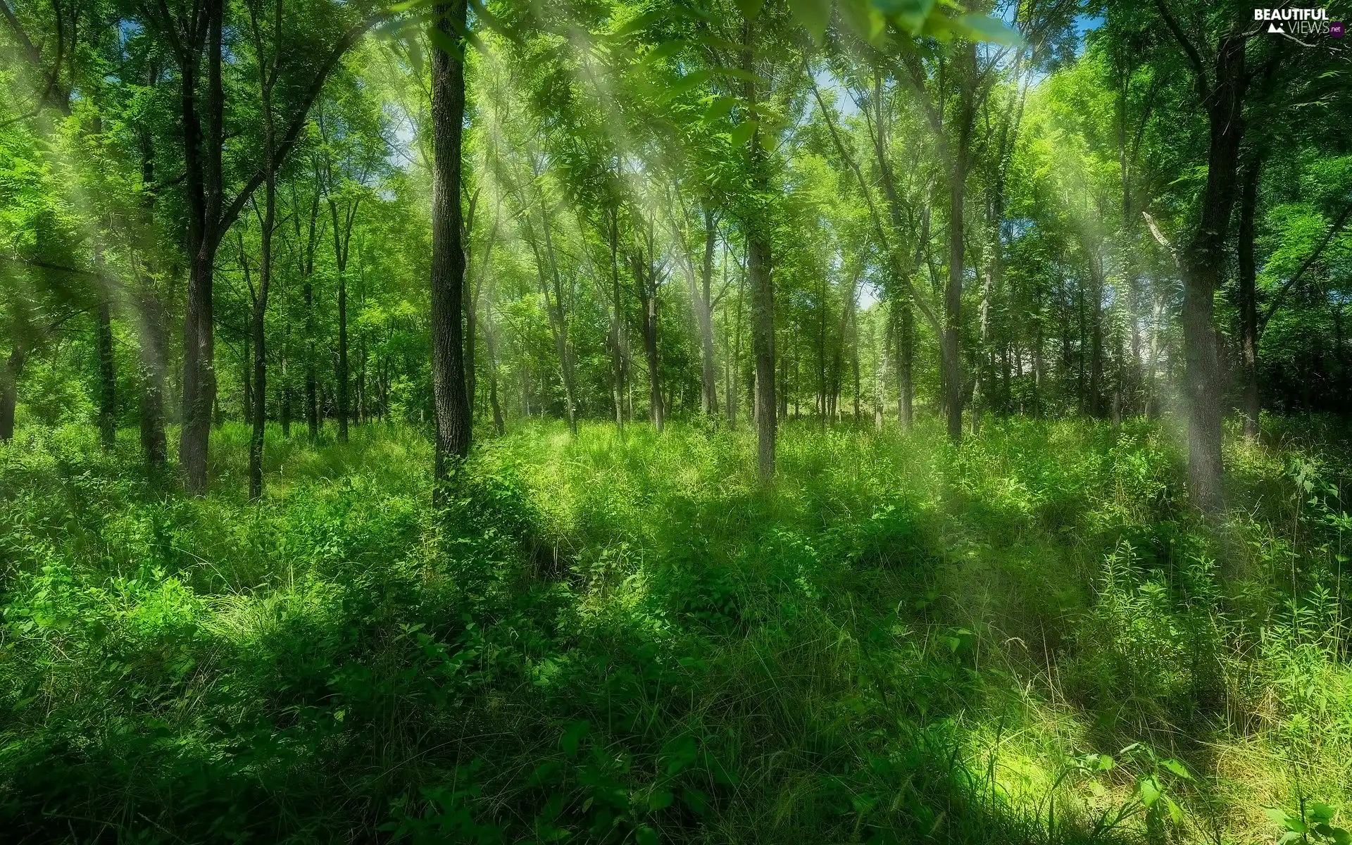 viewes, forest, light breaking through sky, summer, Plants, trees