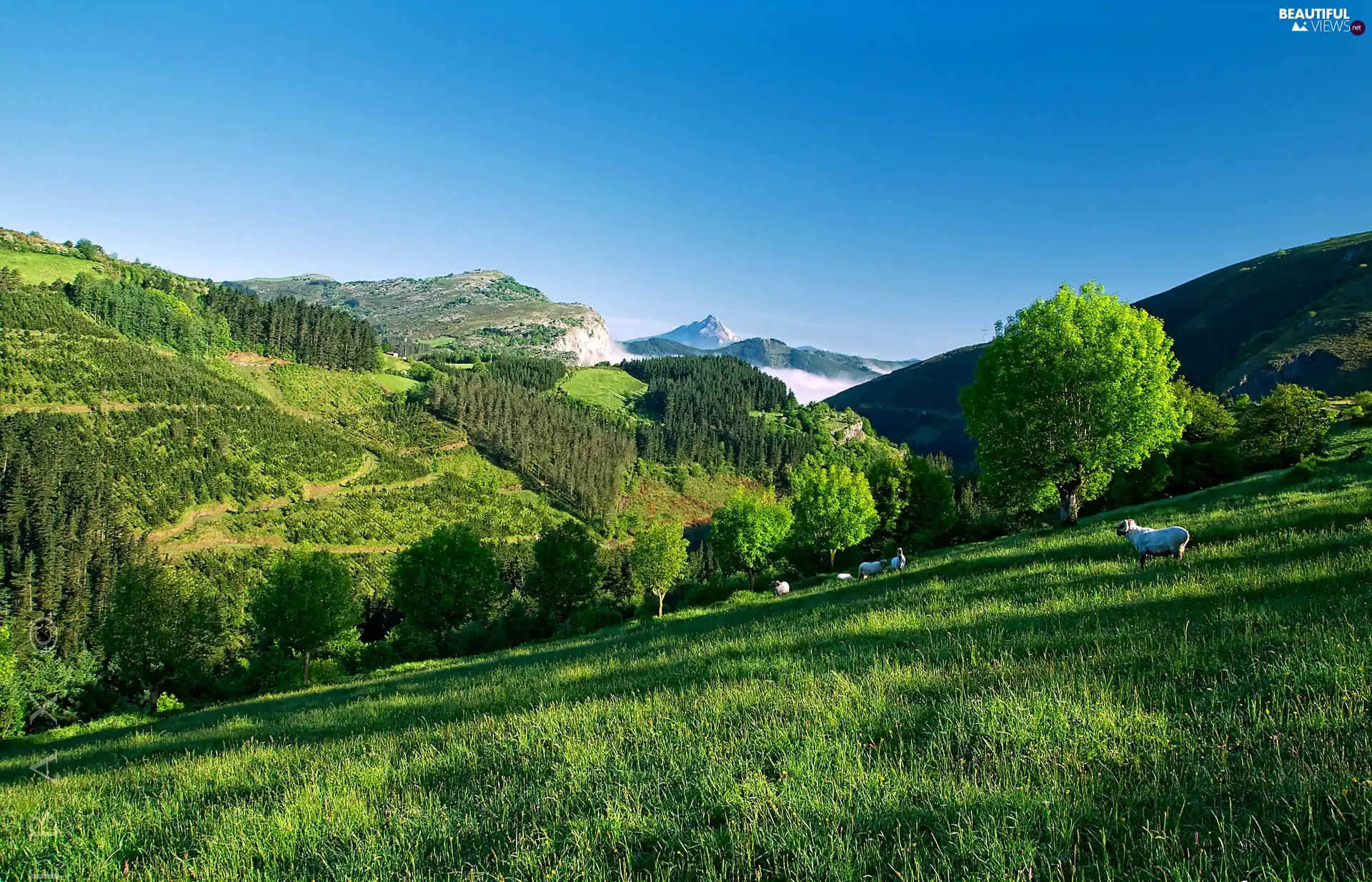 Sheep, Mountains, viewes, summer, trees, Meadow