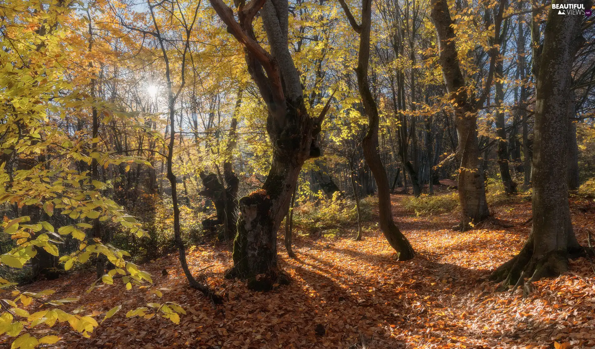 viewes, forest, Leaf, trees, autumn, rays of the Sun, fallen
