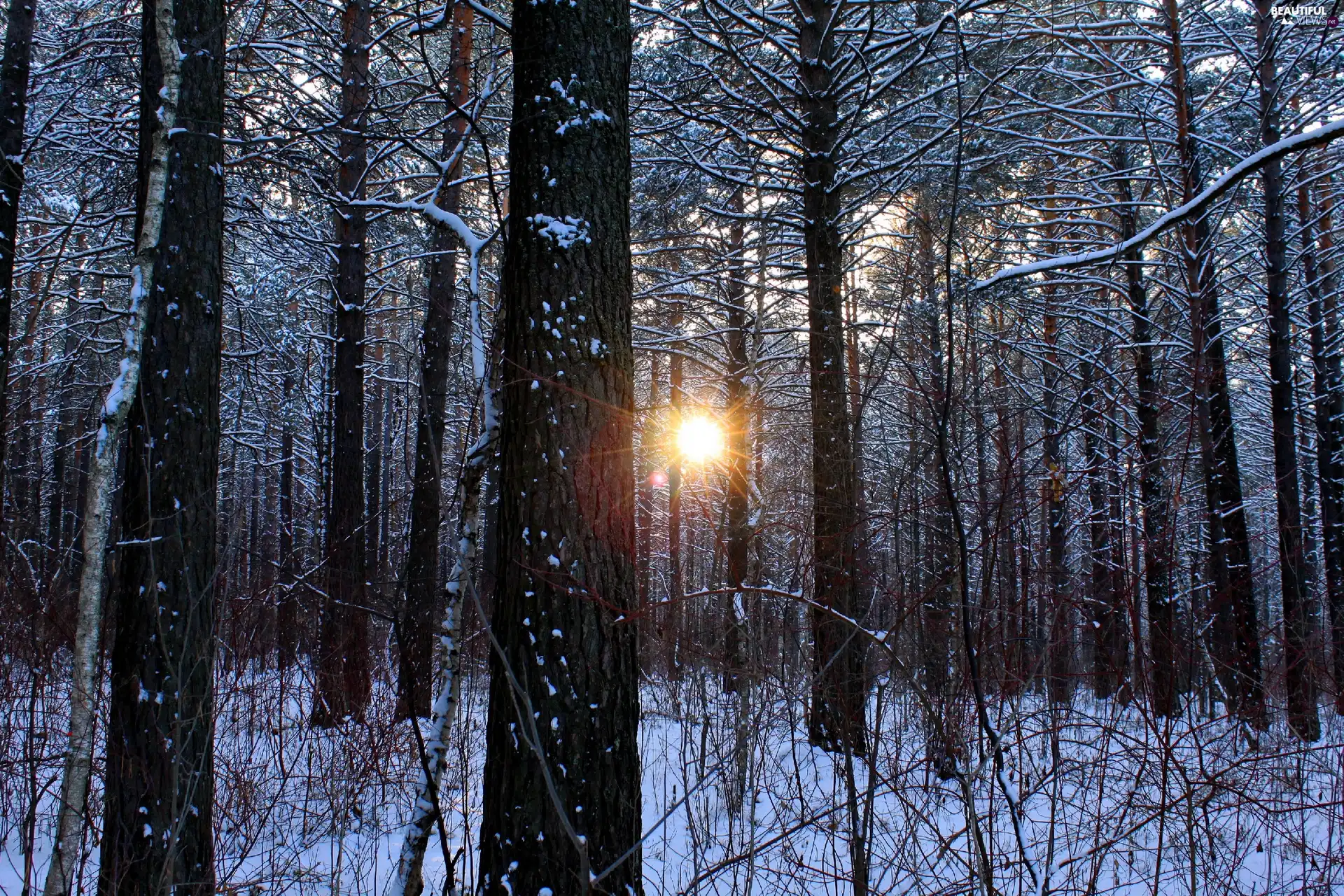 viewes, forest, sun, winter, The clear, trees