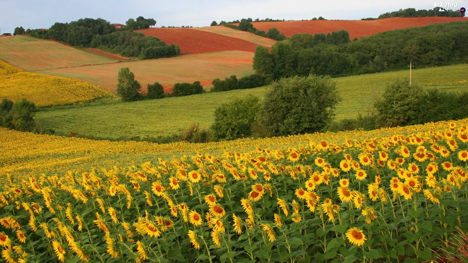 Nice sunflowers, trees, viewes, field